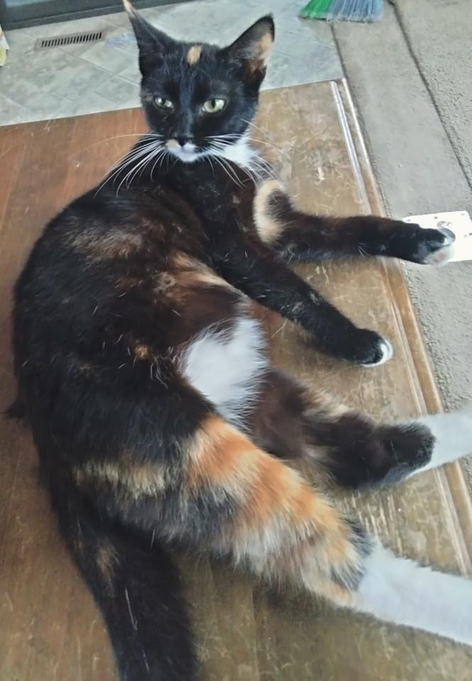 Enlarge Violet, a Adopted mixed breed in Citra, FL image 1/5