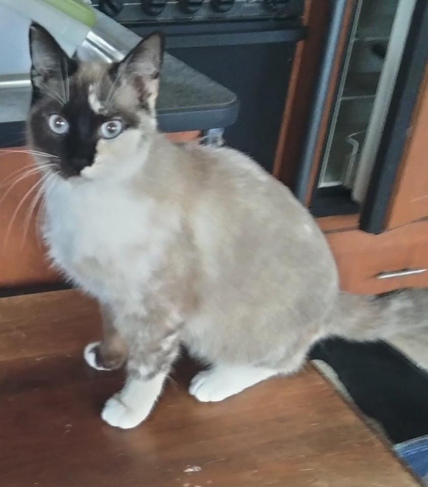 Enlarge Violet, a Adopted mixed breed in Citra, FL image 4/5