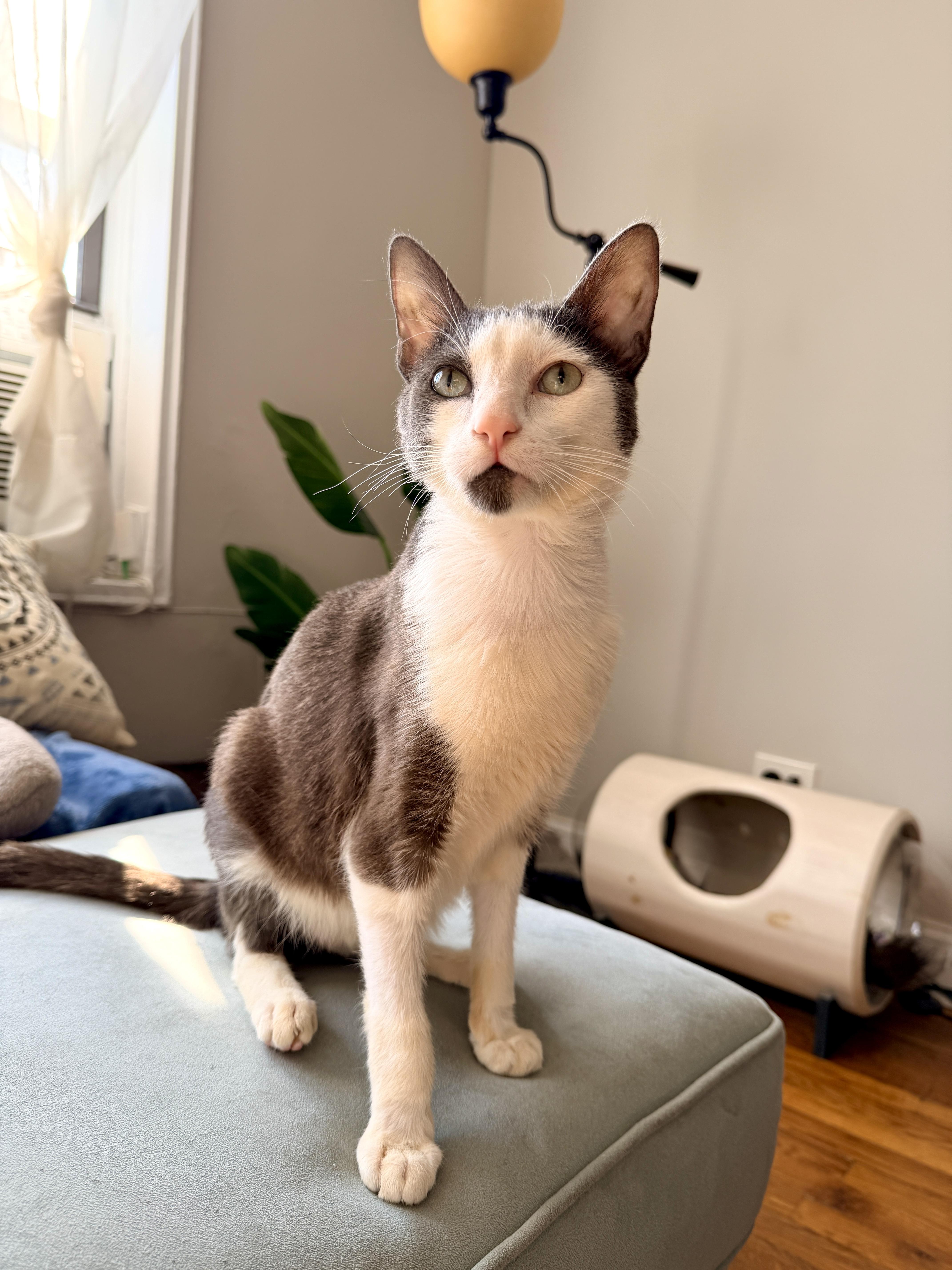Firn, a ADOPTABLE Domestic Short Hair in Brooklyn, NY image 1/6