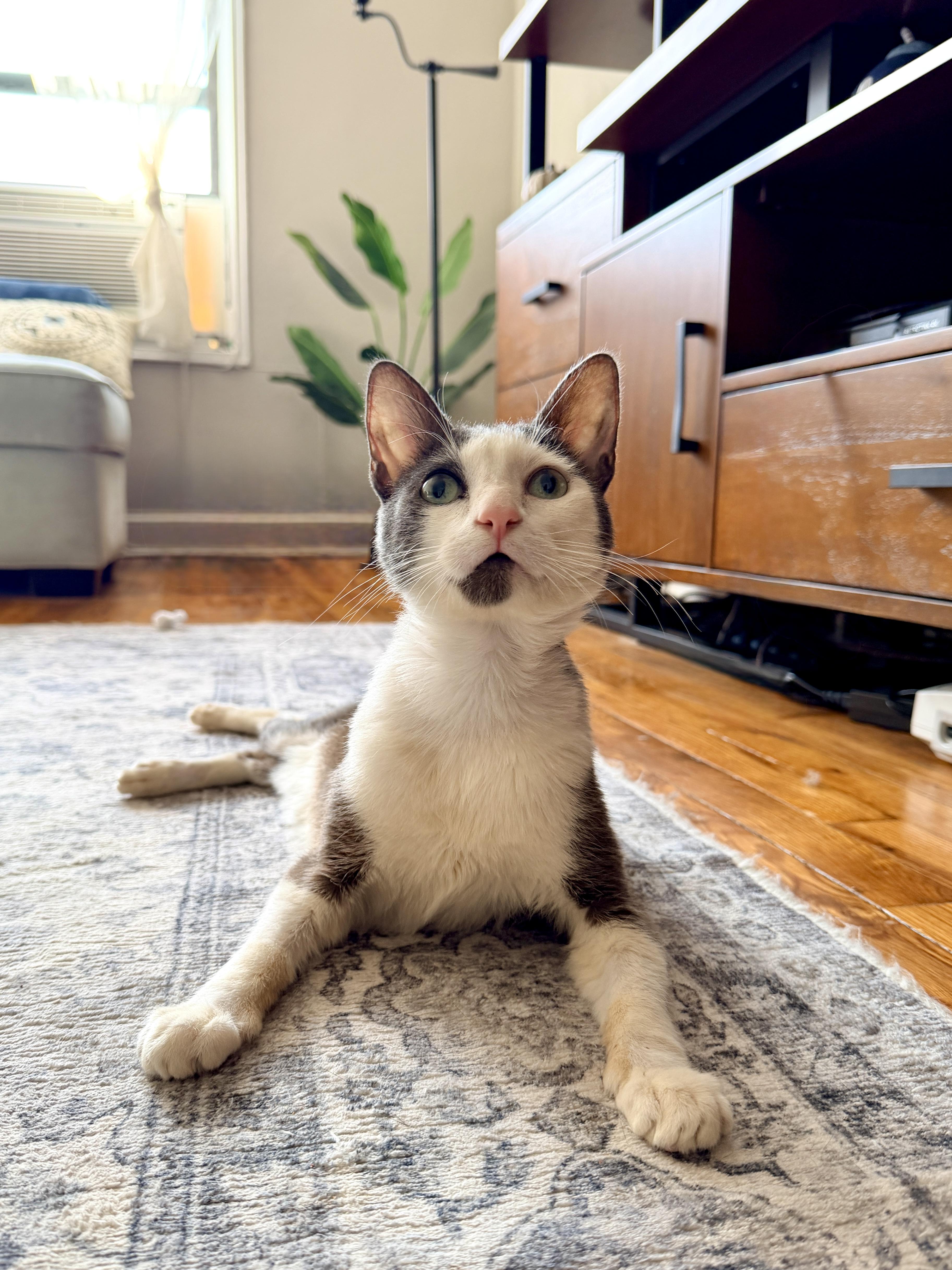 Firn, a ADOPTABLE Domestic Short Hair in Brooklyn, NY image 2/6