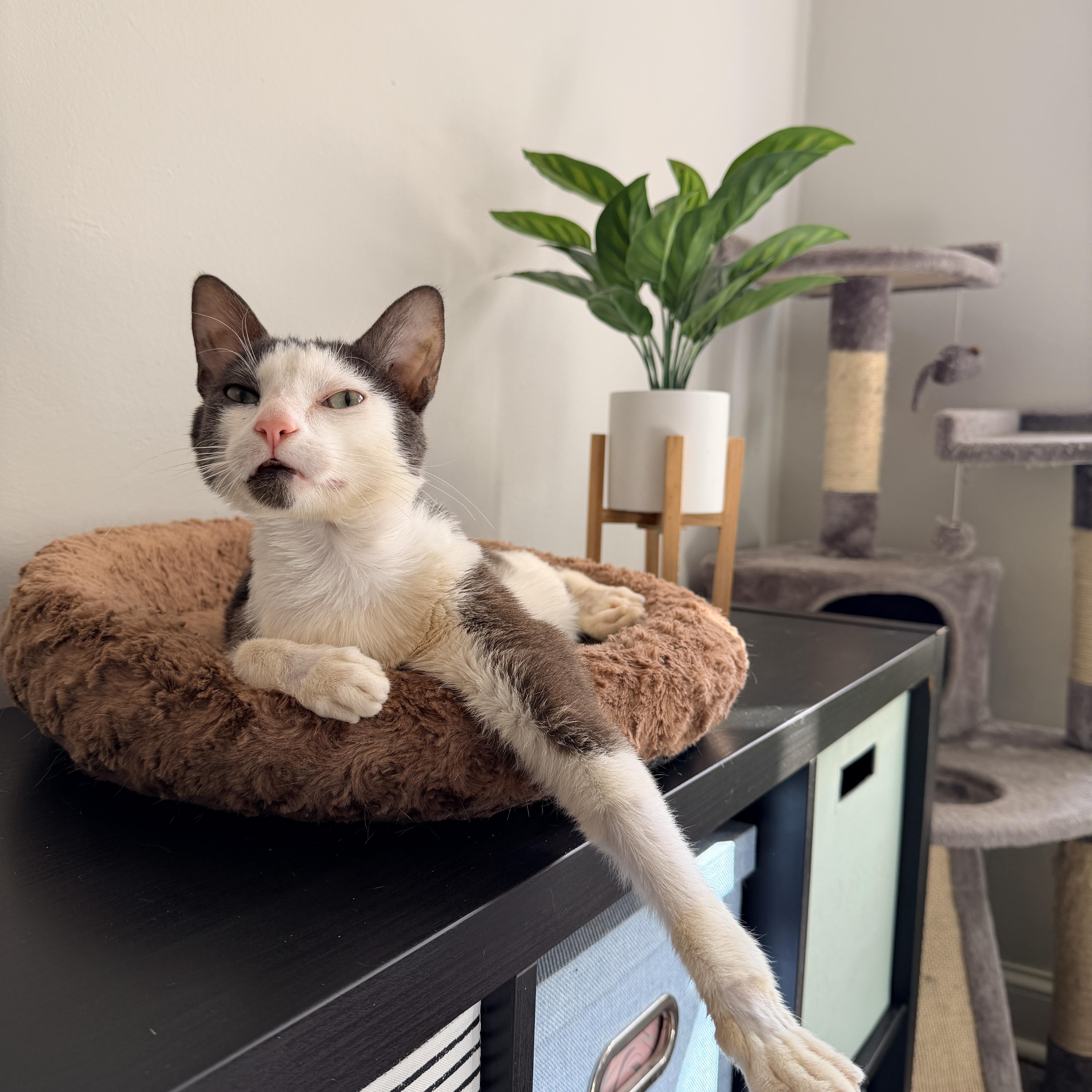 Firn, a ADOPTABLE Domestic Short Hair in Brooklyn, NY image 5/6