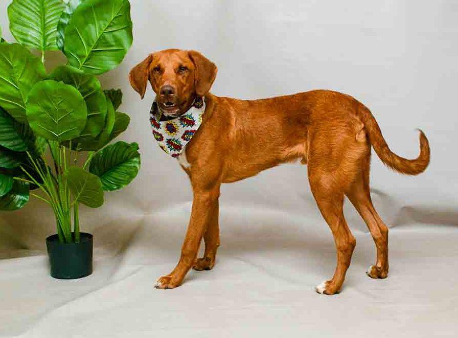 Enlarge Moonshine, an adopted mixed breed in Sanford, FL image 2/3