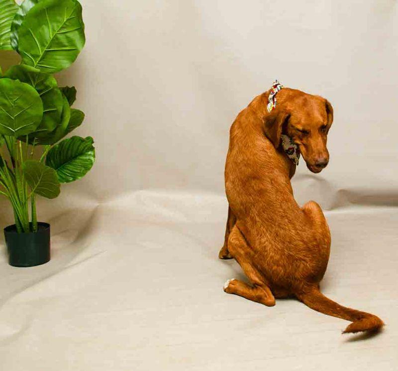 Enlarge Moonshine, an adopted mixed breed in Sanford, FL image 3/3
