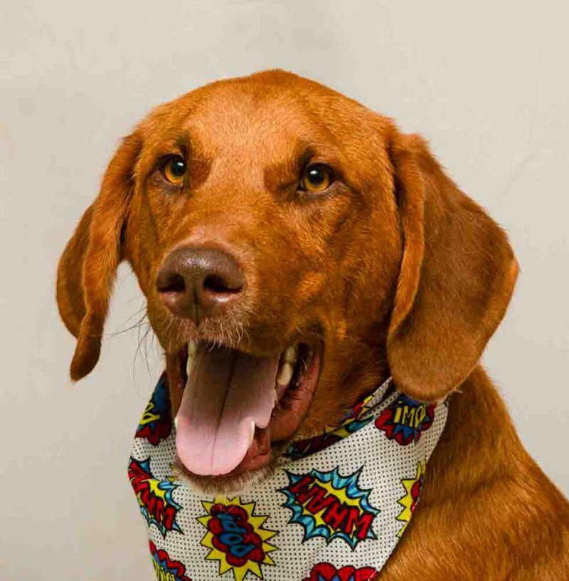 Moonshine, adopted, Young Male Plott Hound.