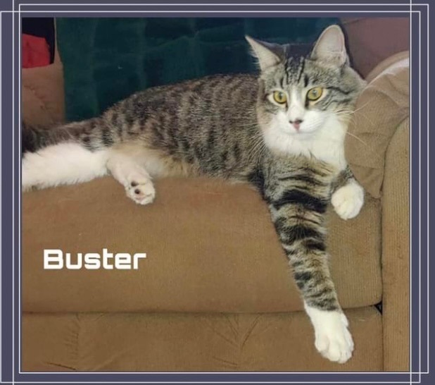 Buster, an adoptable Domestic Long Hair in Covina , CA_image-1