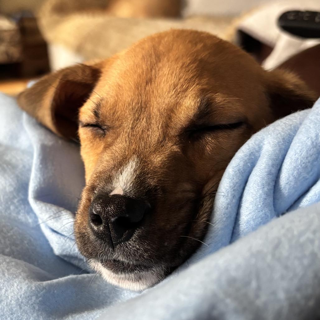 Bubs, Adoptable, Puppy Male Mixed Breed.