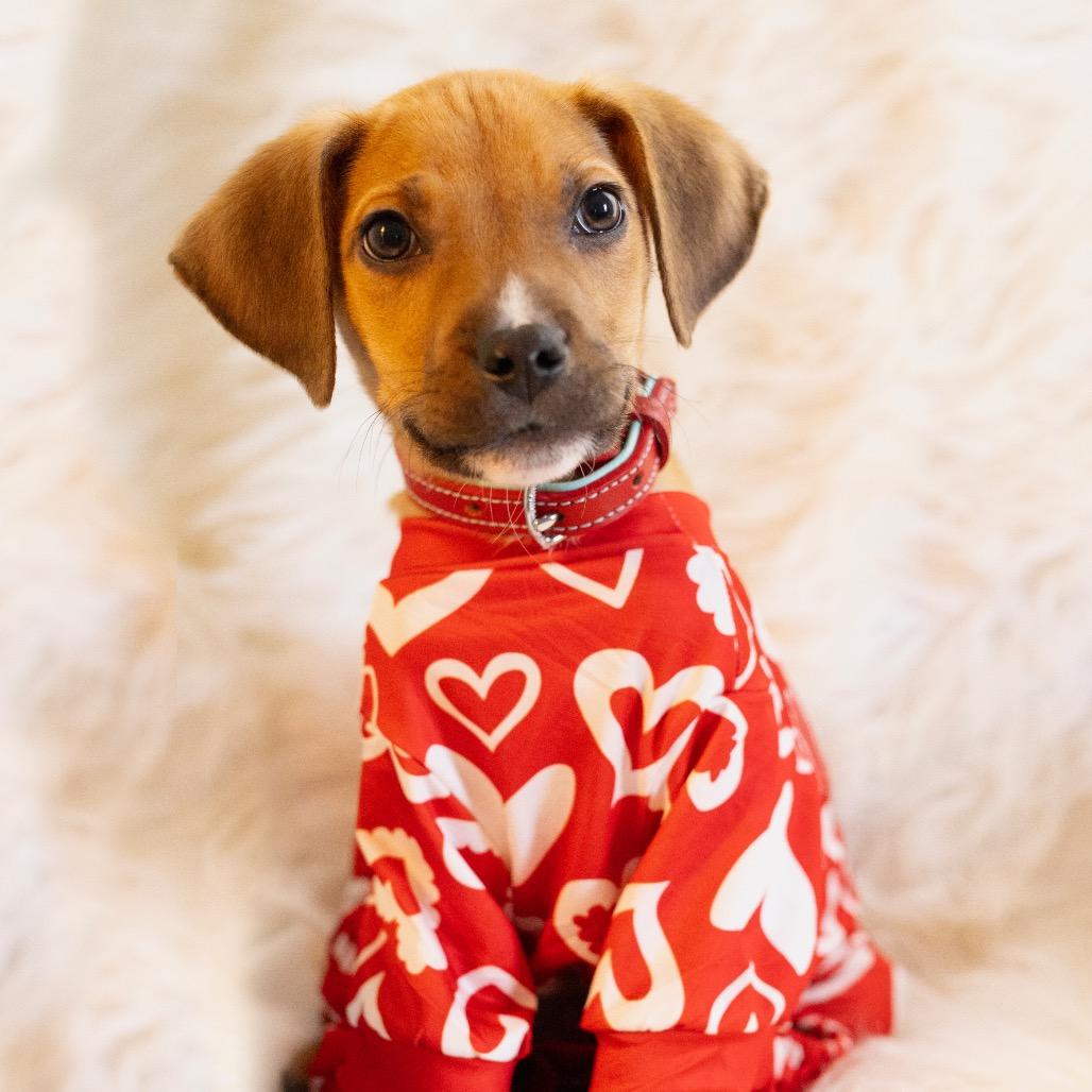 Enlarge Bubs, a Adoptable Mixed Breed in Durham, NC image 2/4