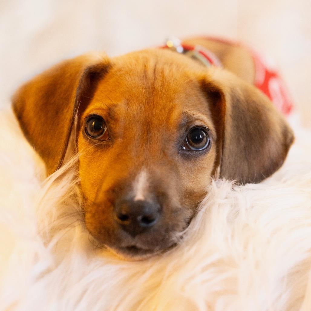 Enlarge Bubs, a Adoptable Mixed Breed in Durham, NC image 3/4