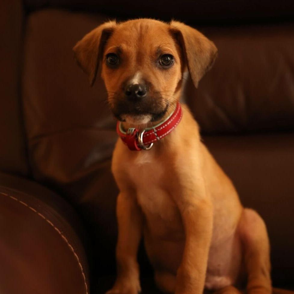 Enlarge Bubs, a Adoptable Mixed Breed in Durham, NC image 4/4