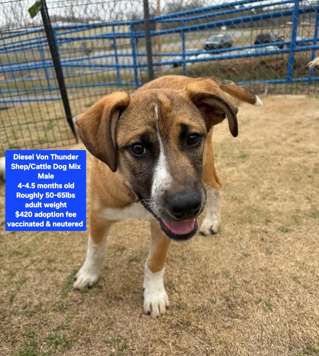 Enlarge Diesel Von Thunder, a ADOPTABLE mixed breed in Oviedo, FL image 1/1