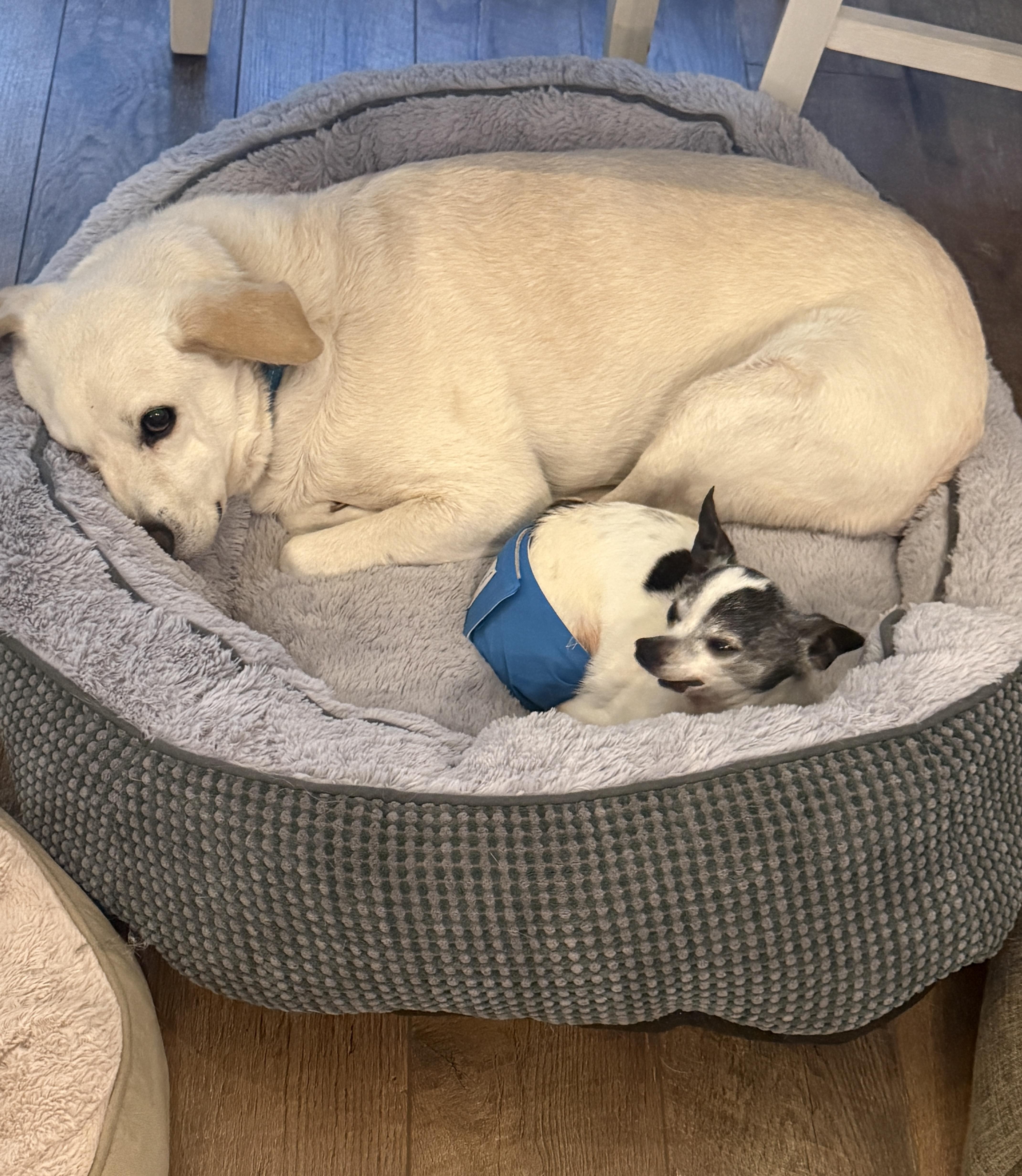 Enlarge Chancey, a Adoptable Yellow Labrador Retriever in Bradenton, FL image 2/5
