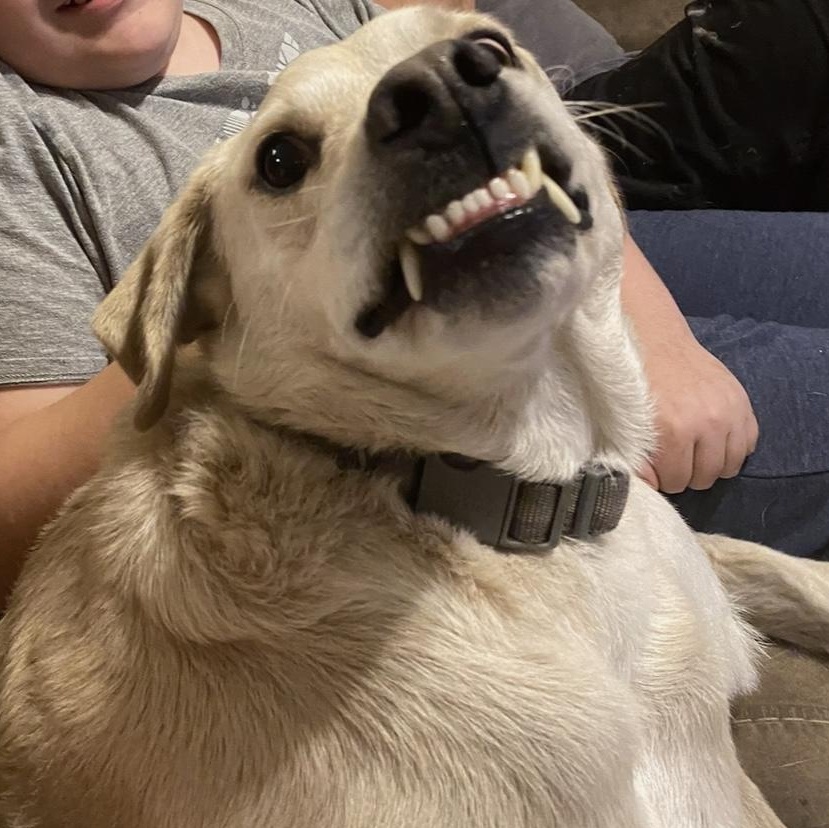 Chancey, a Adoptable Yellow Labrador Retriever in Bradenton, FL image 1/4
