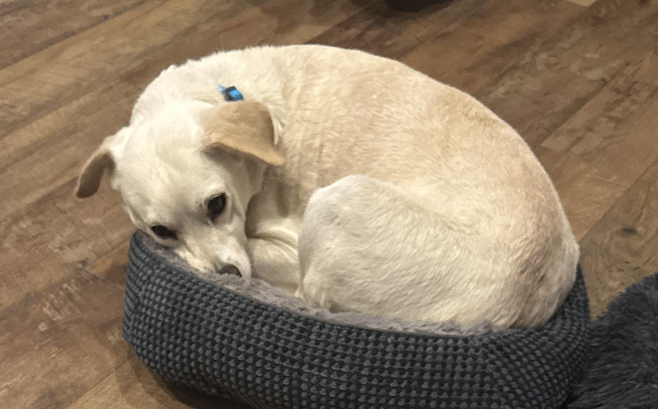 Chancey, a Adoptable Yellow Labrador Retriever in Bradenton, FL image 4/4