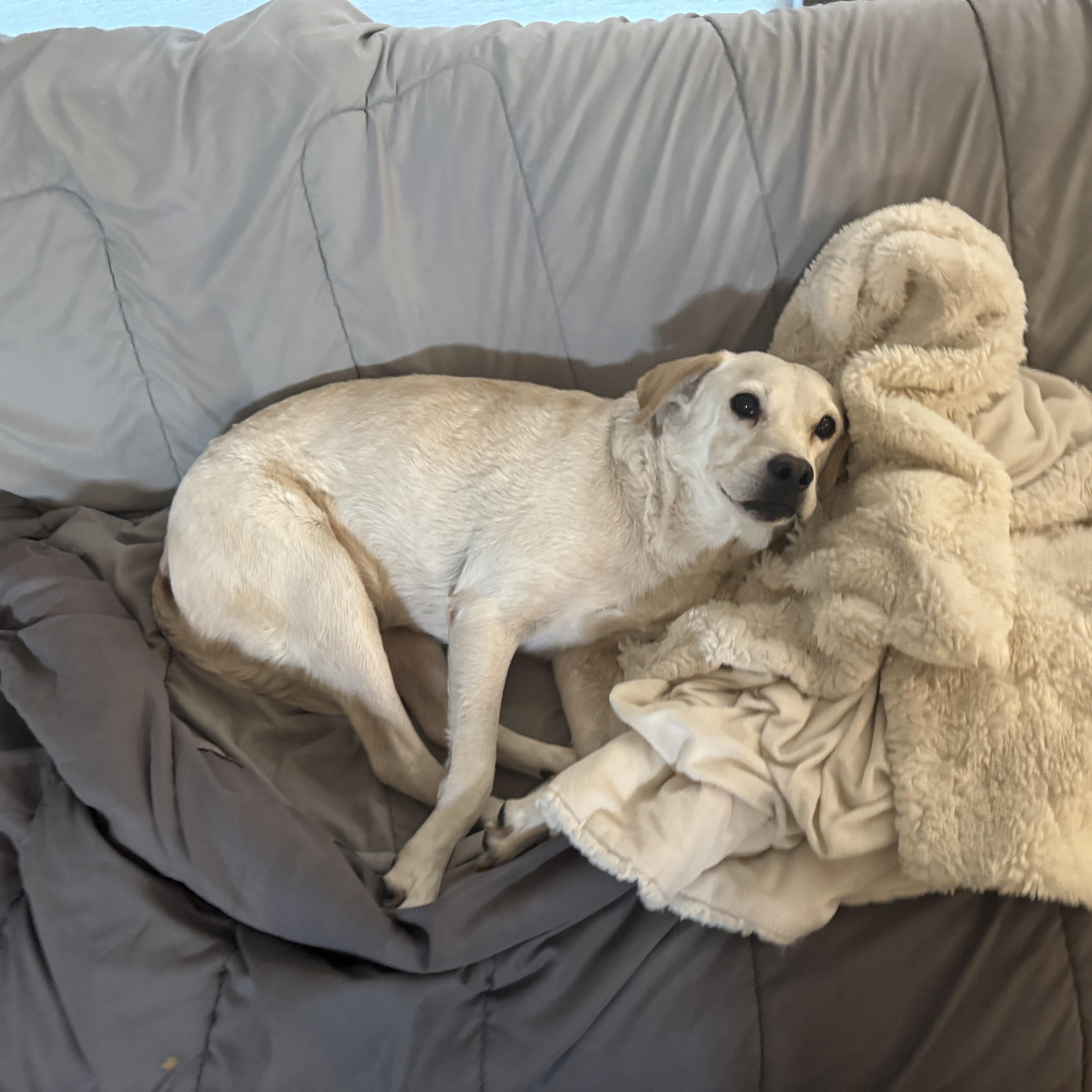 Chancey, a Adoptable Yellow Labrador Retriever in Bradenton, FL image 3/4