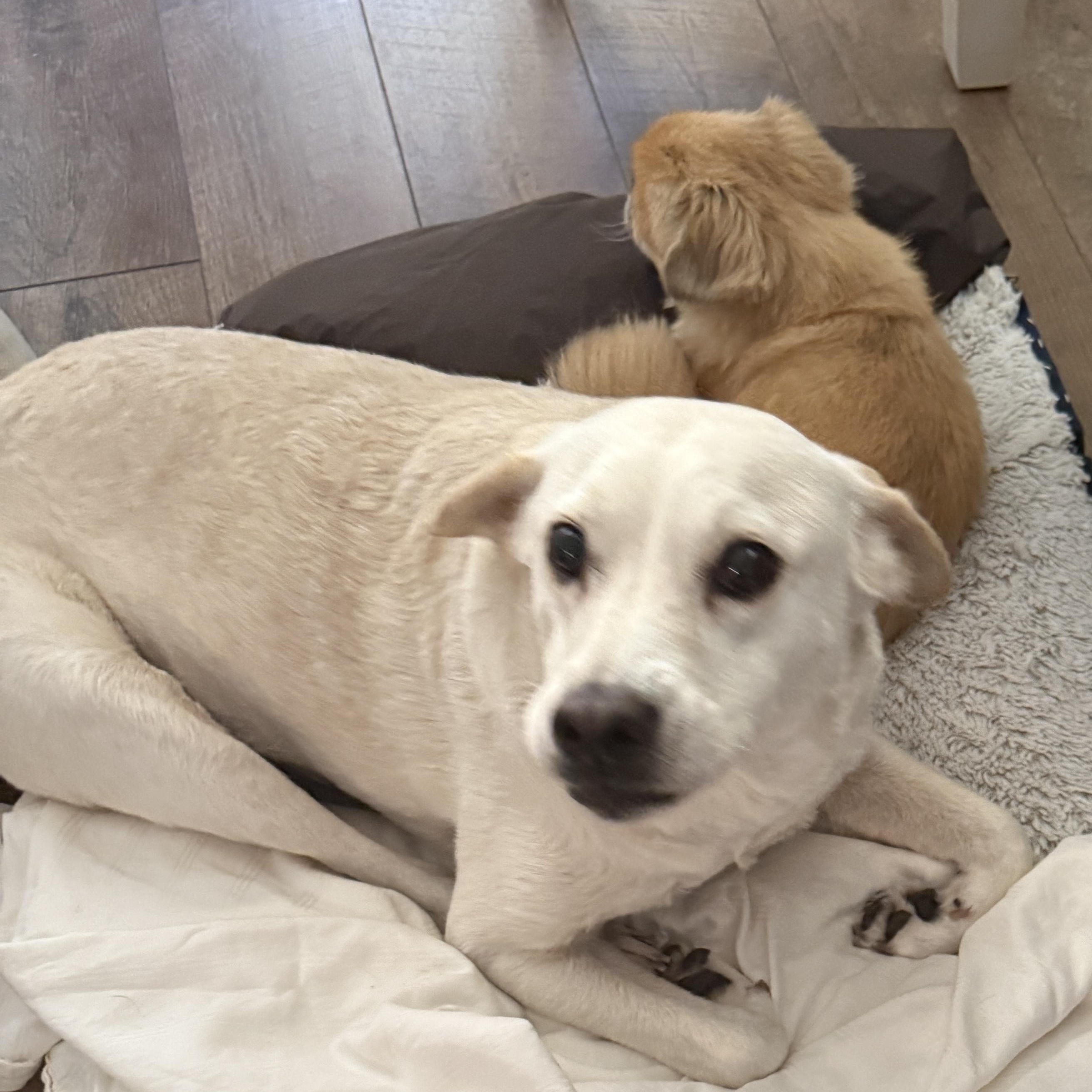 Chancey, a Adoptable Yellow Labrador Retriever in Bradenton, FL image 2/4