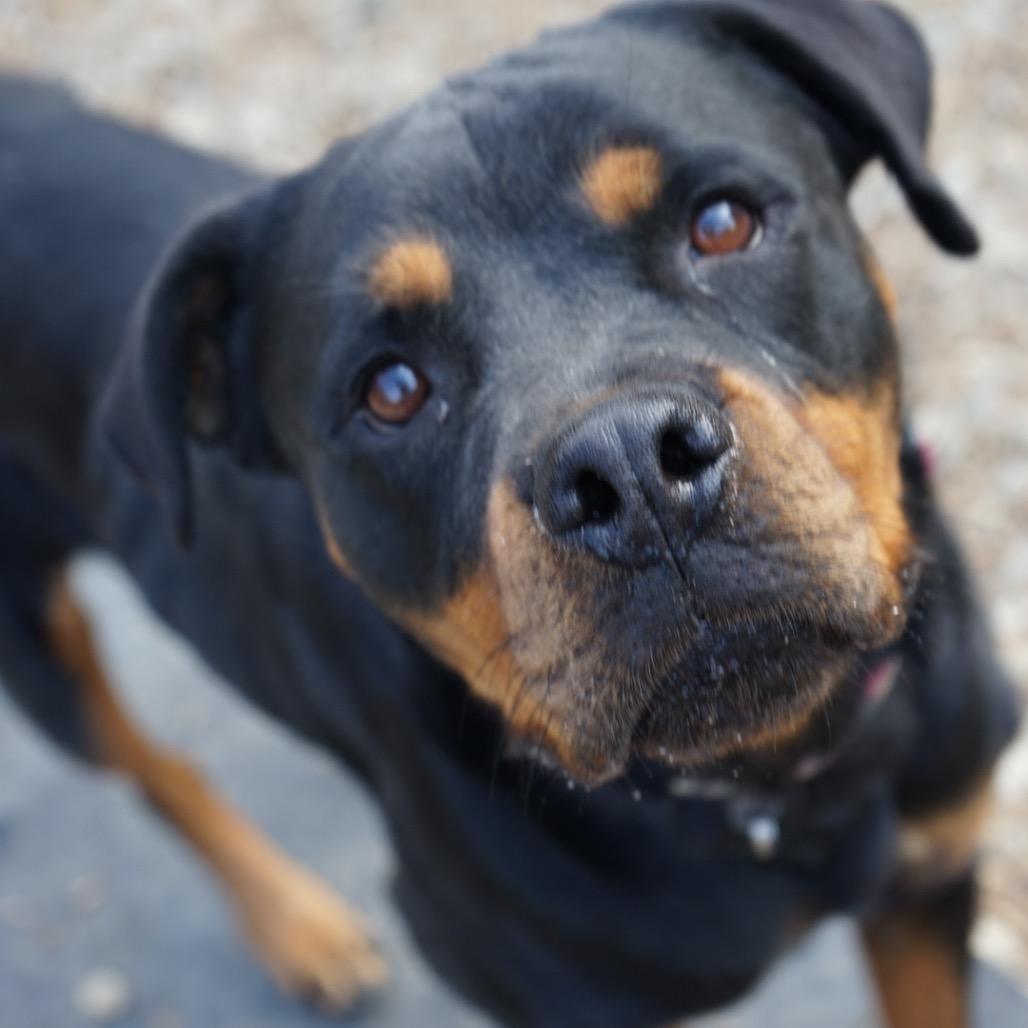 Enlarge Java, a Adoptable Rottweiler in Duck River, TN image 1/5