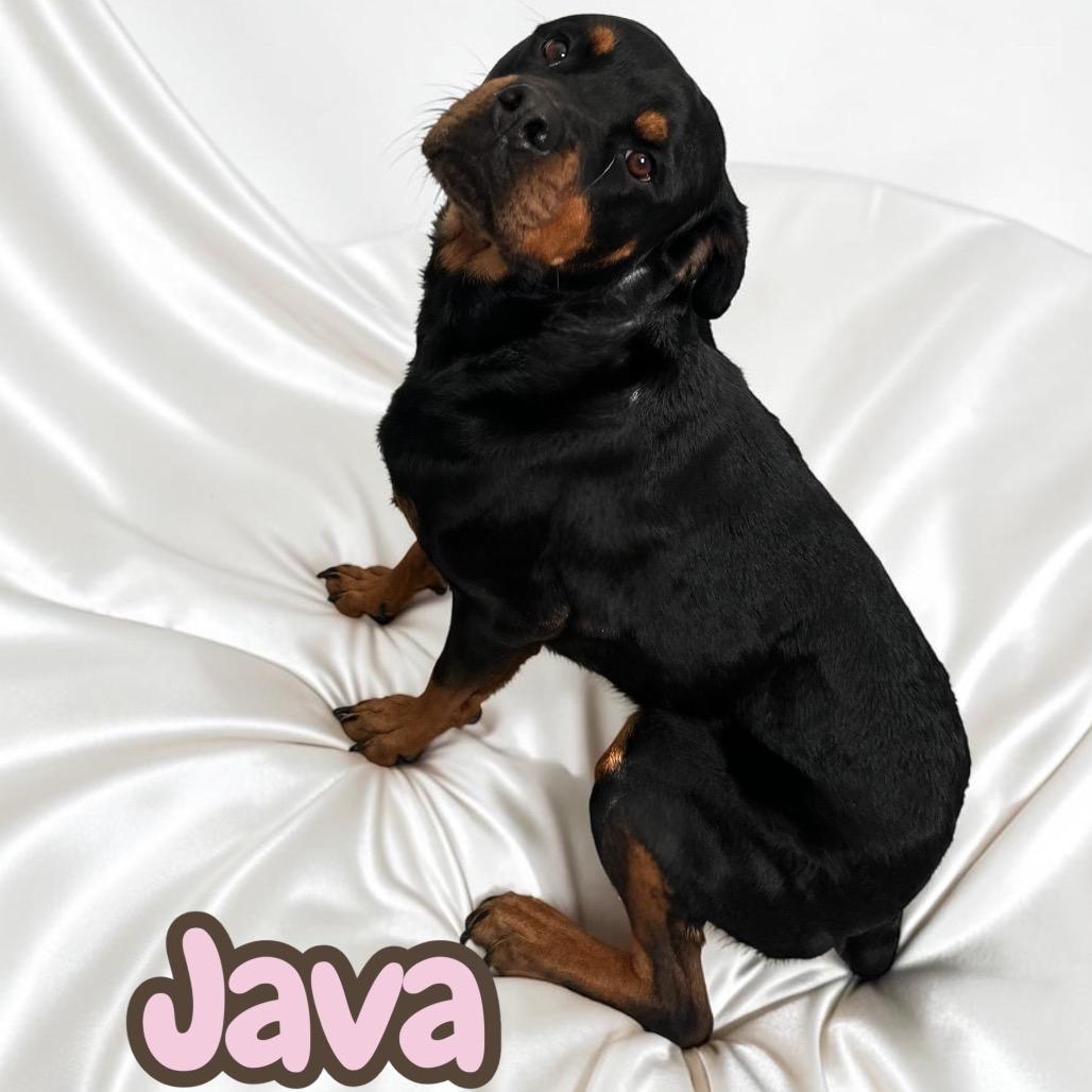 Enlarge Java, a Adoptable Rottweiler in Duck River, TN image 2/5