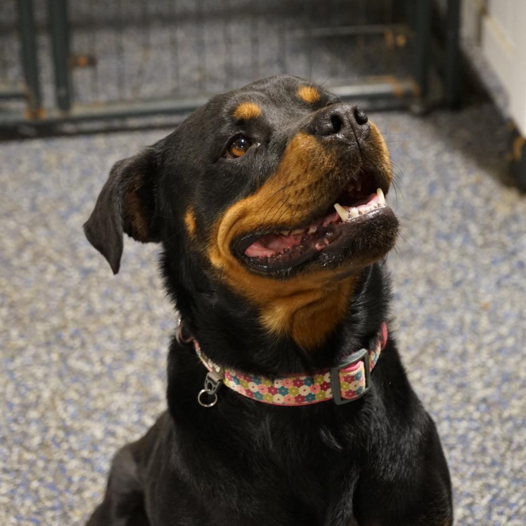 Enlarge Java, a Adoptable Rottweiler in Duck River, TN image 3/5