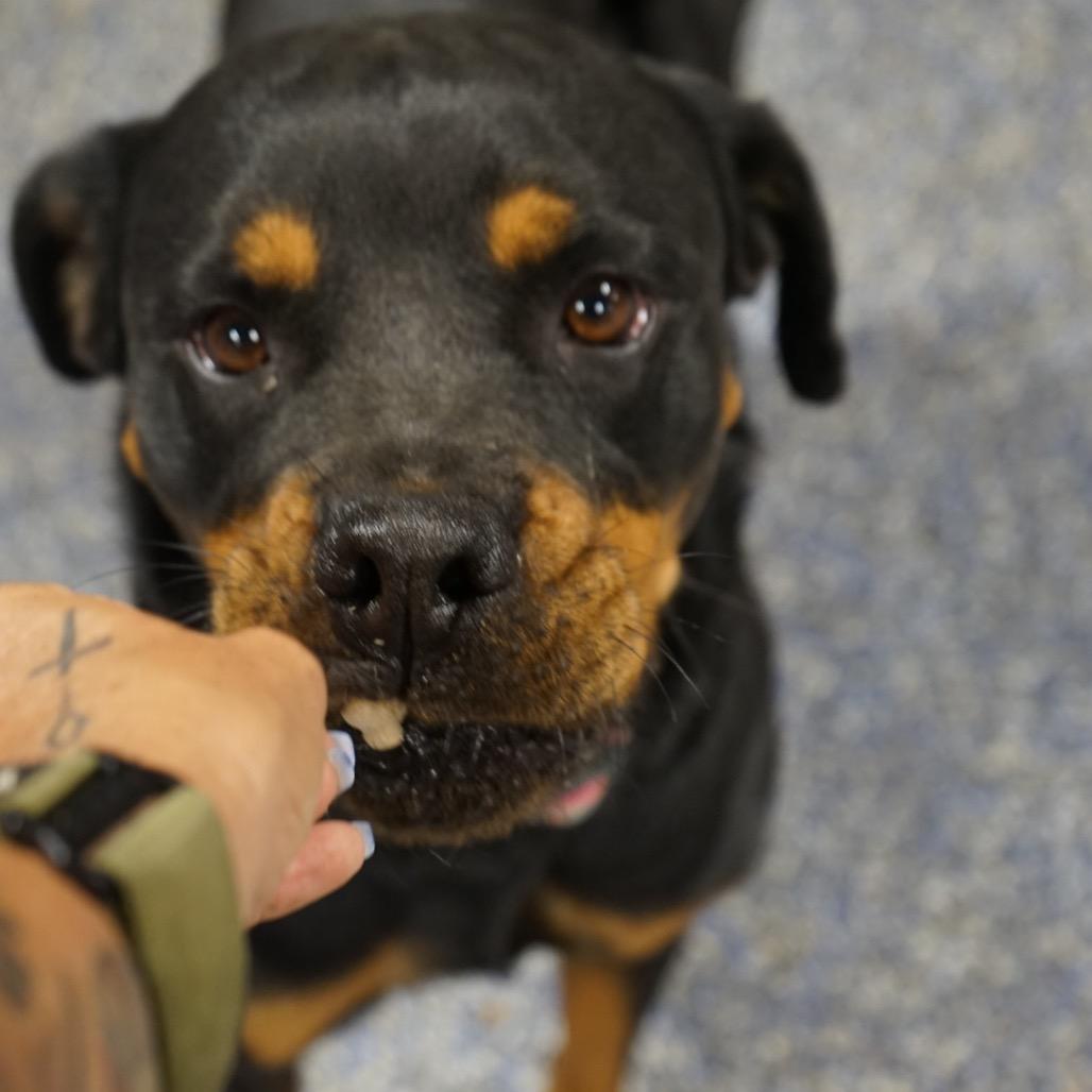 Enlarge Java, a Adoptable Rottweiler in Duck River, TN image 4/5