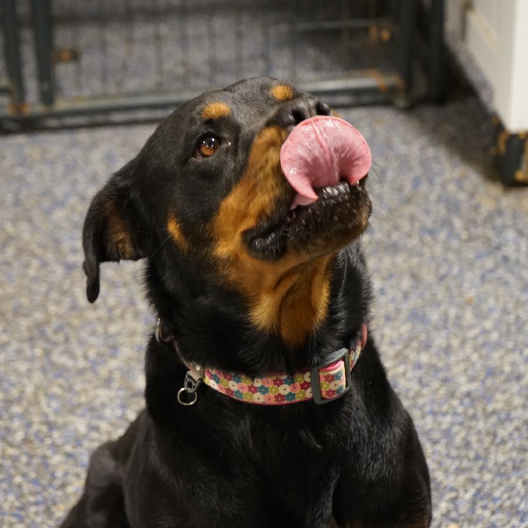 Enlarge Java, a Adoptable Rottweiler in Duck River, TN image 5/5