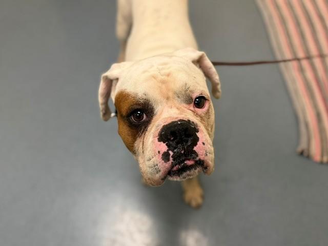 Enlarge MAX, a Adoptable American Bulldog in Denver, CO image 1/1