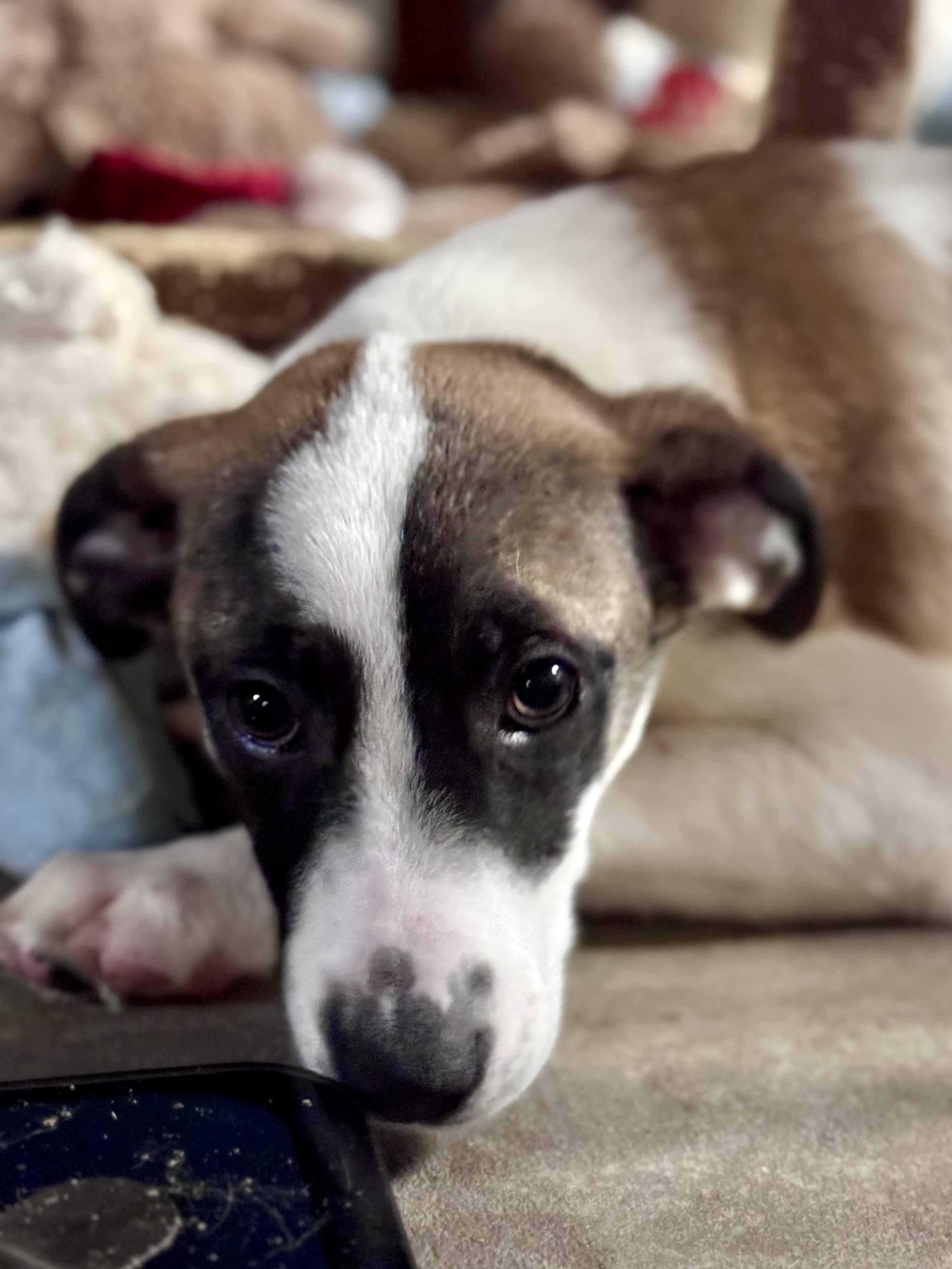 Tucker Wag-Mor, ADOPTABLE, Young Male Mixed Breed.