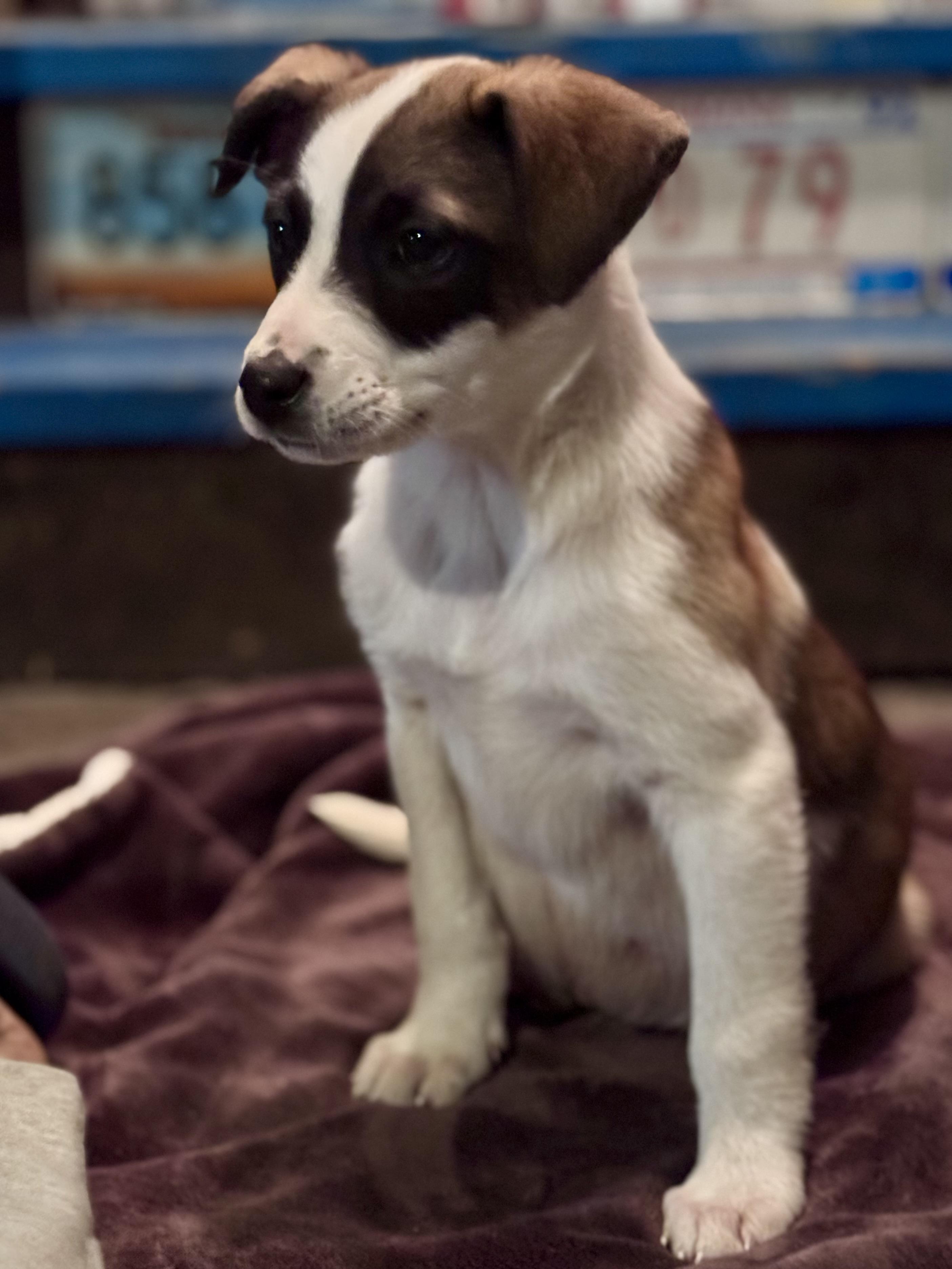 Tucker, ADOPTABLE, Puppy Male Mixed Breed.