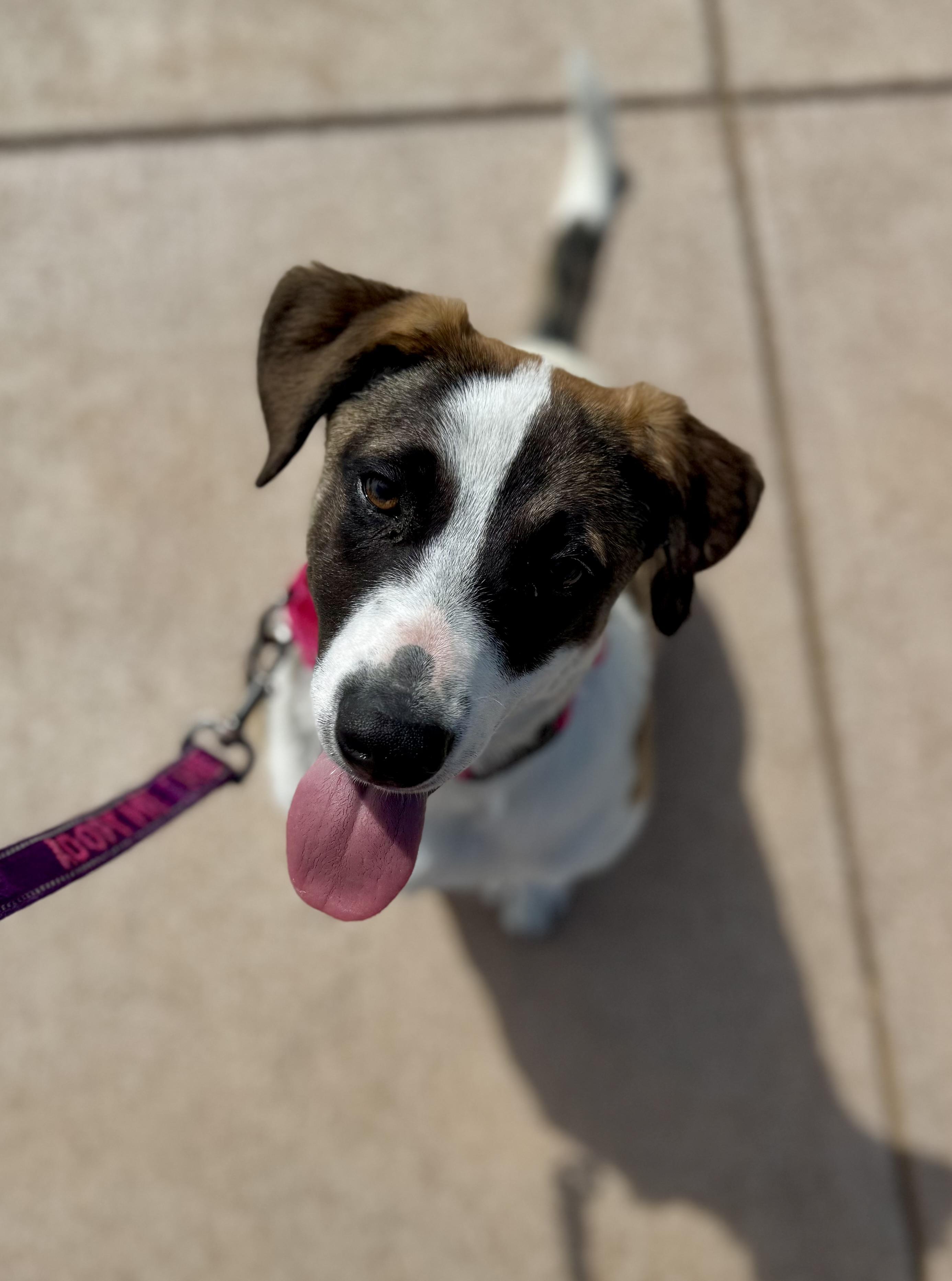 Tucker Wag-Mor, ADOPTABLE, Young Male Mixed Breed.