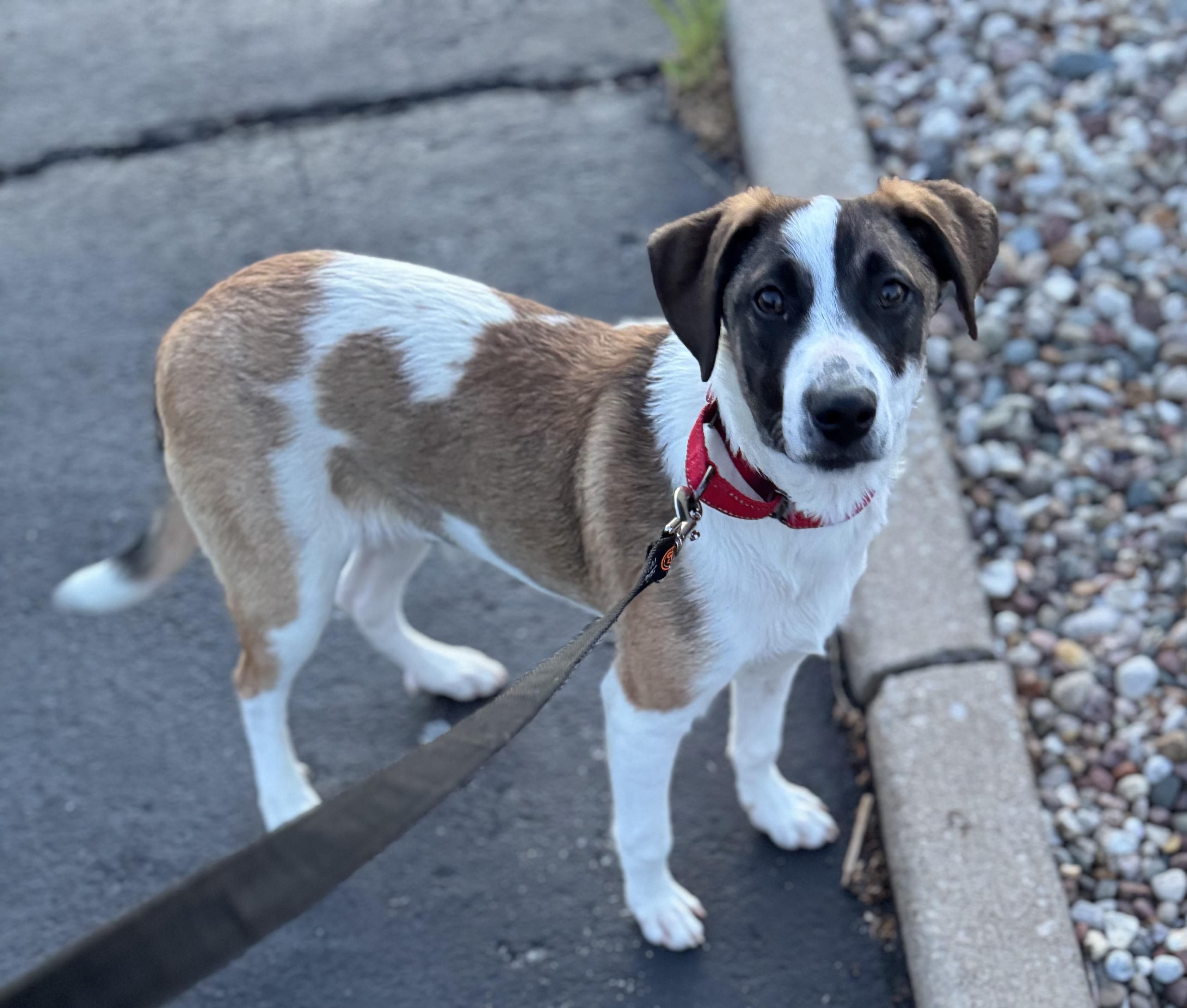Enlarge Tucker Wag-Mor, a ADOPTABLE mixed breed in Washington, MO image 3/3