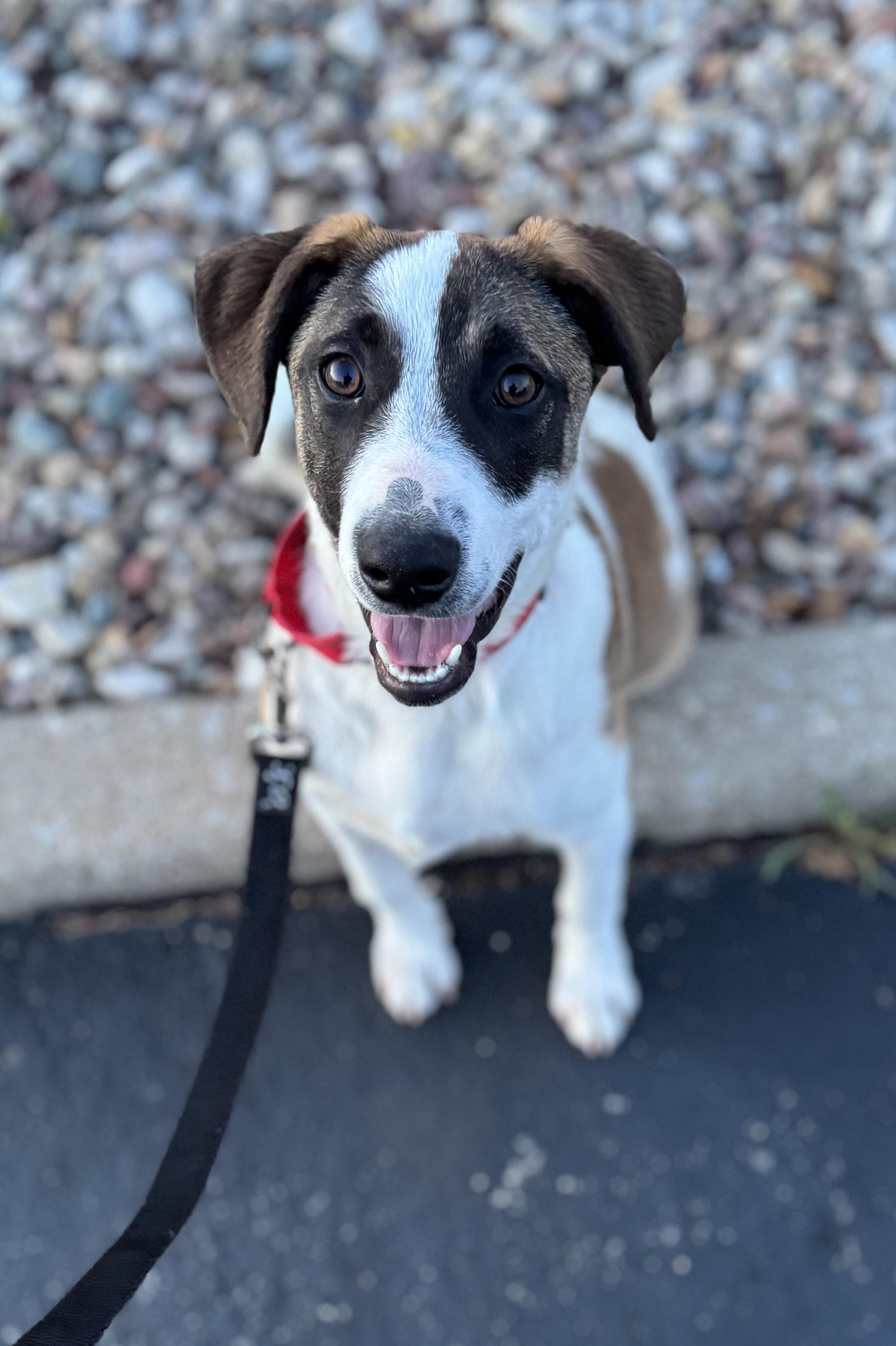 Enlarge Tucker Wag-Mor, a ADOPTABLE mixed breed in Washington, MO image 2/3