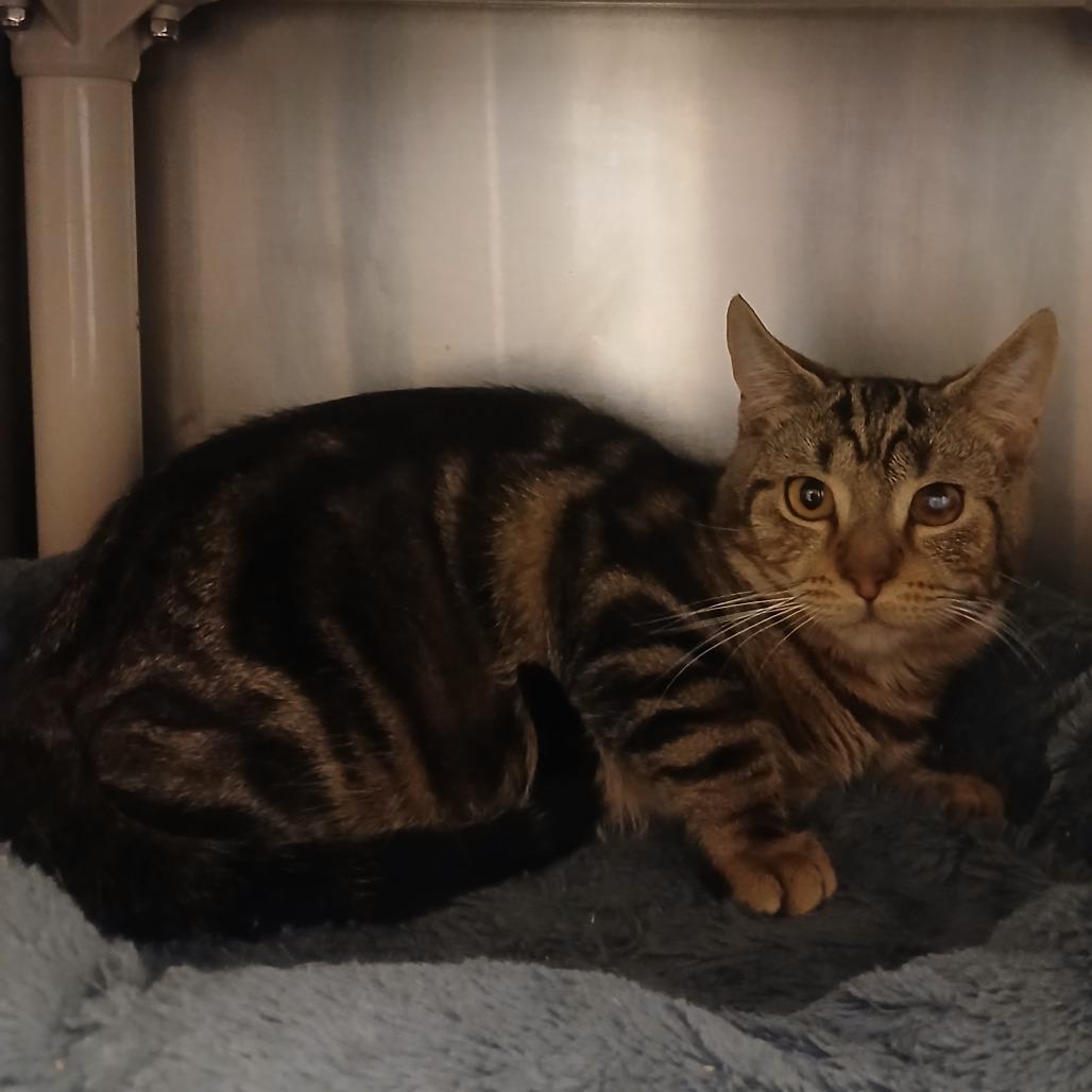 Enlarge Snyder, a Adoptable Domestic Short Hair in York, PA image 1/2