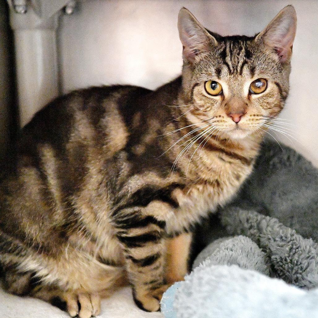 Enlarge Snyder, a Adoptable Domestic Short Hair in York, PA image 2/2