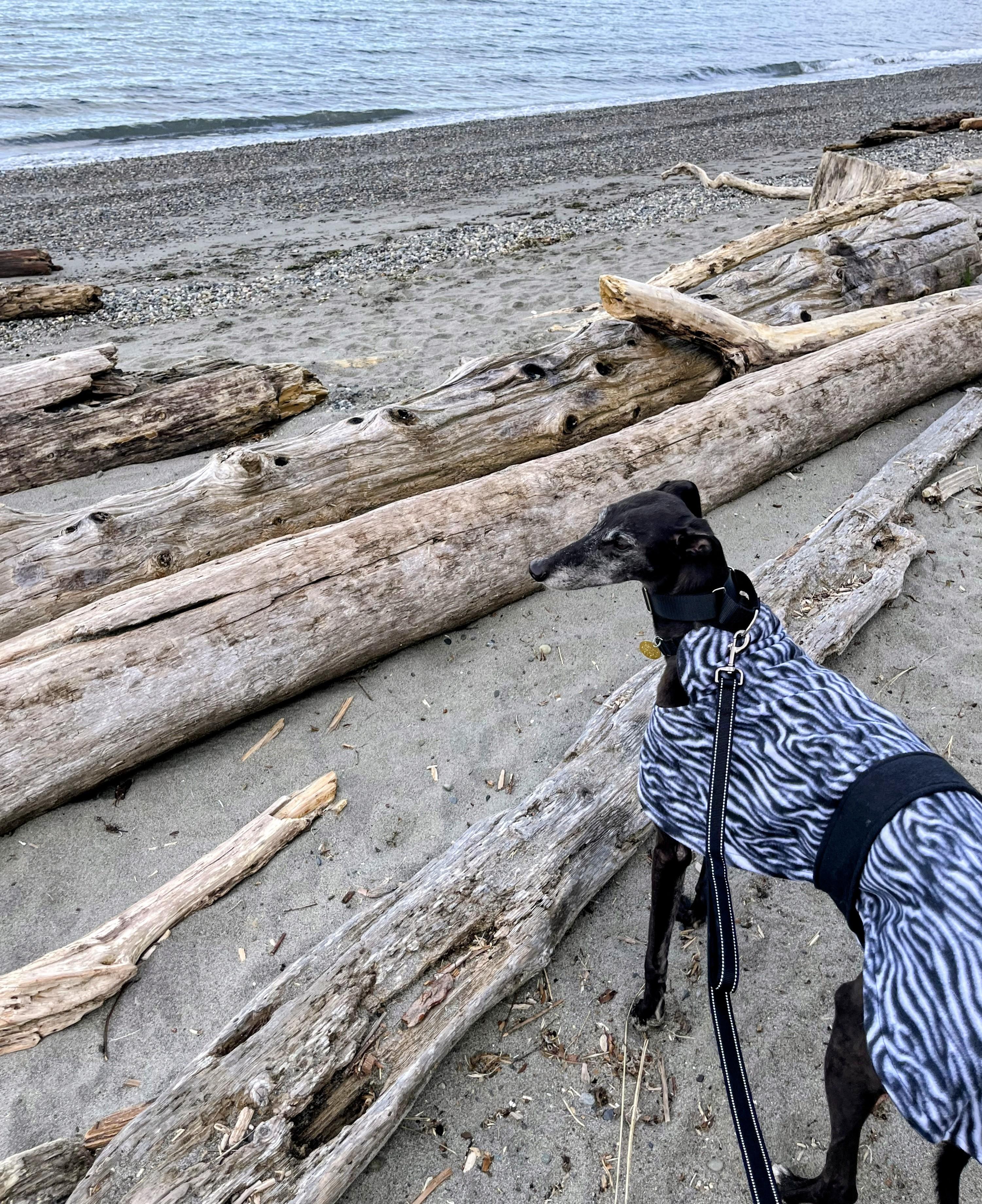 Enlarge Pinta, a ADOPTABLE Greyhound in Seattle, WA image 3/3