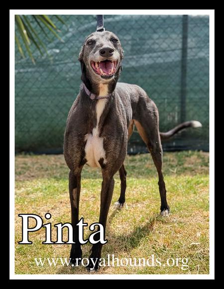 Enlarge Pinta, a ADOPTABLE Greyhound in Seattle, WA image 2/3