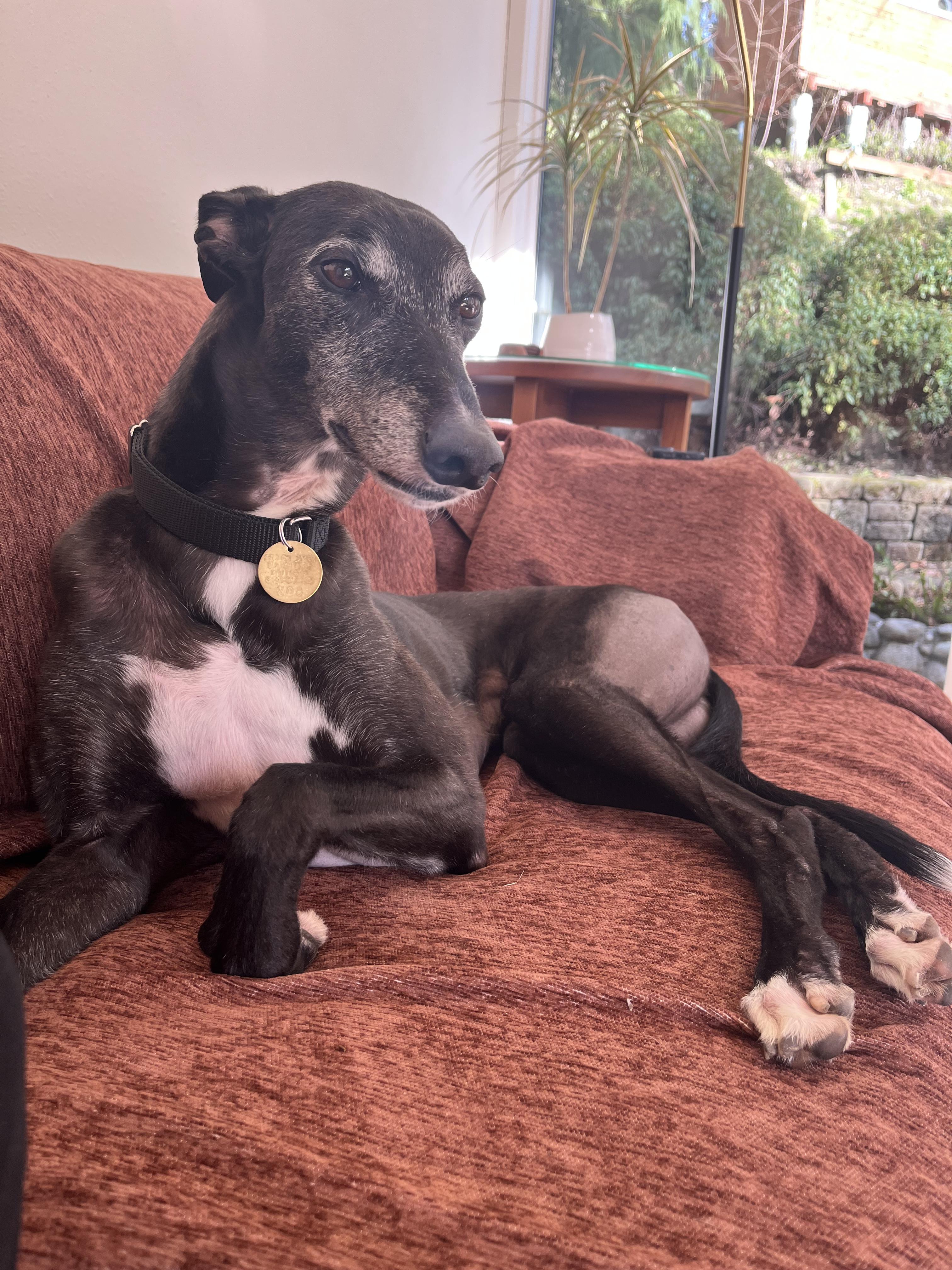 Pinta, ADOPTABLE, Adult Female Greyhound.