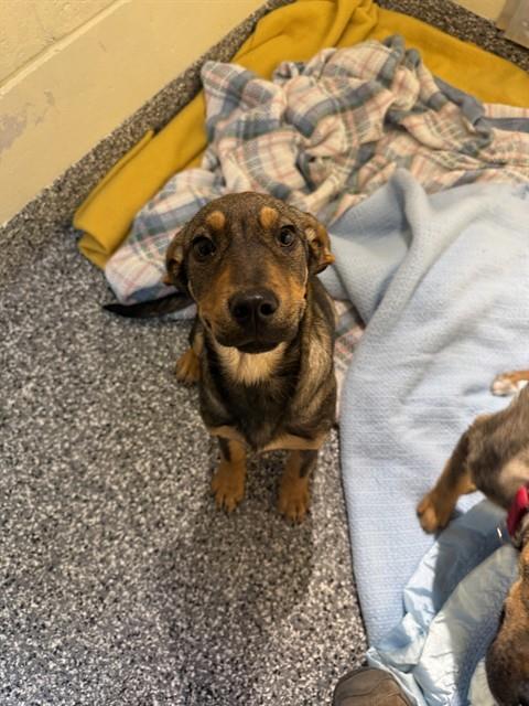 LORETTA, Adoptable, Puppy Female German Shepherd Dog & Mixed Breed.