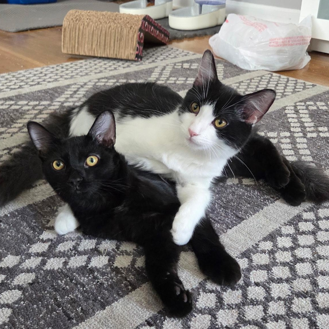 Stove and Microwave, Adoptable, Kitten Male Domestic Short Hair.