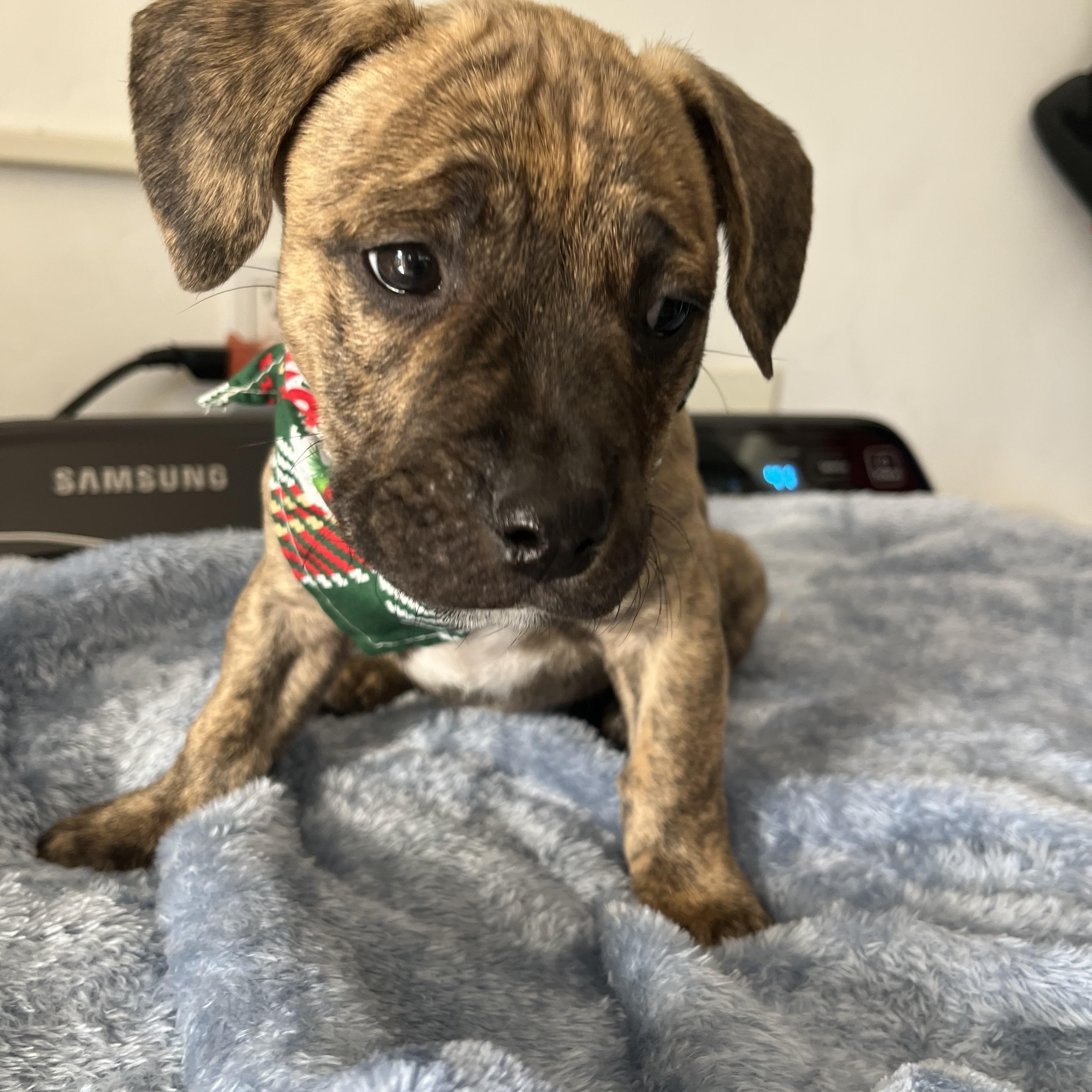 Allen , ADOPTABLE, Puppy Male Pit Bull Terrier.