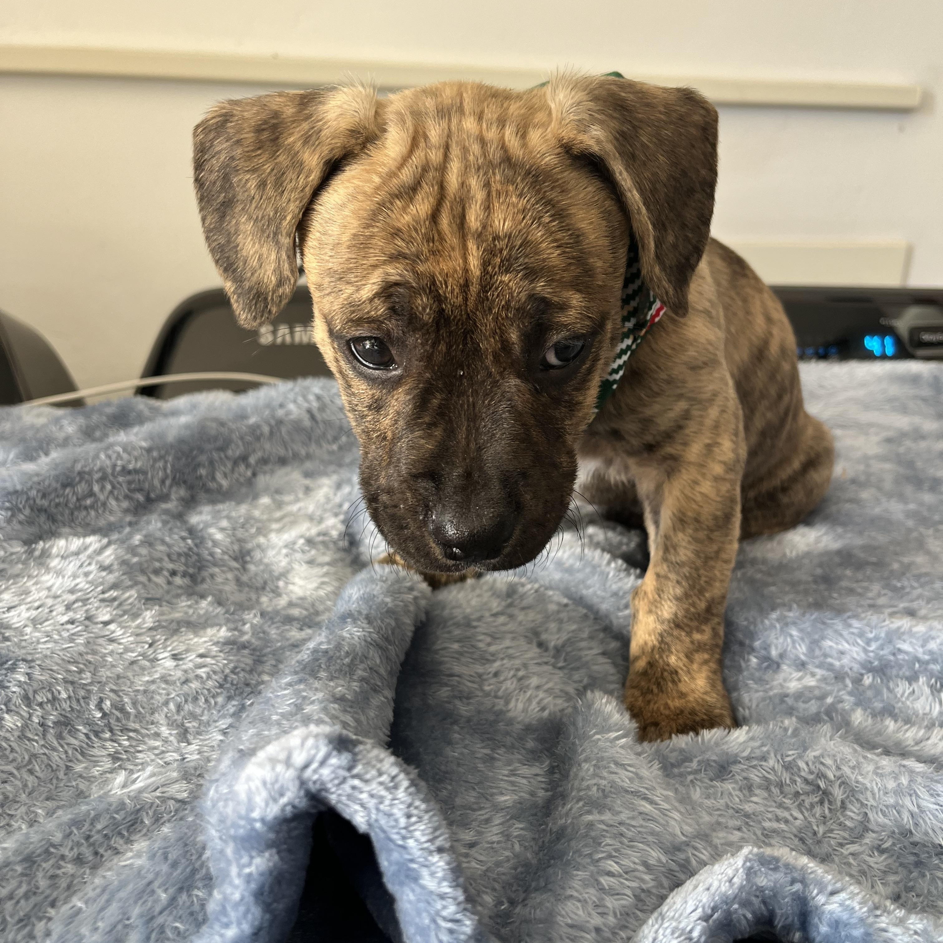 Enlarge Allen , a ADOPTABLE Pit Bull Terrier in Poway, CA image 2/5