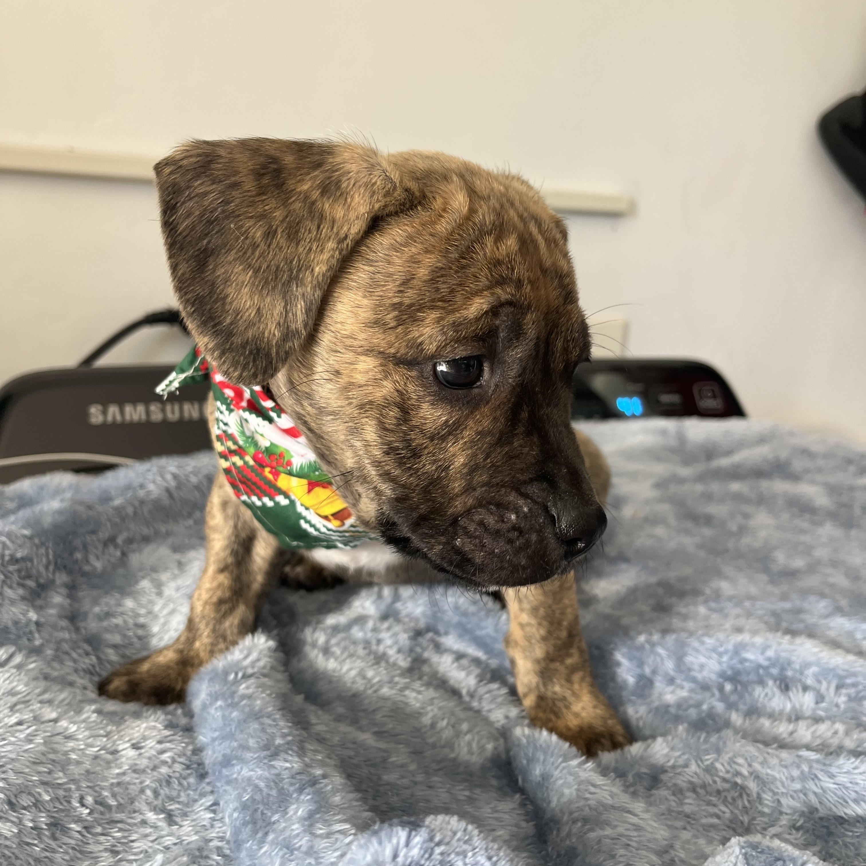 Enlarge Allen , a ADOPTABLE Pit Bull Terrier in Poway, CA image 3/5