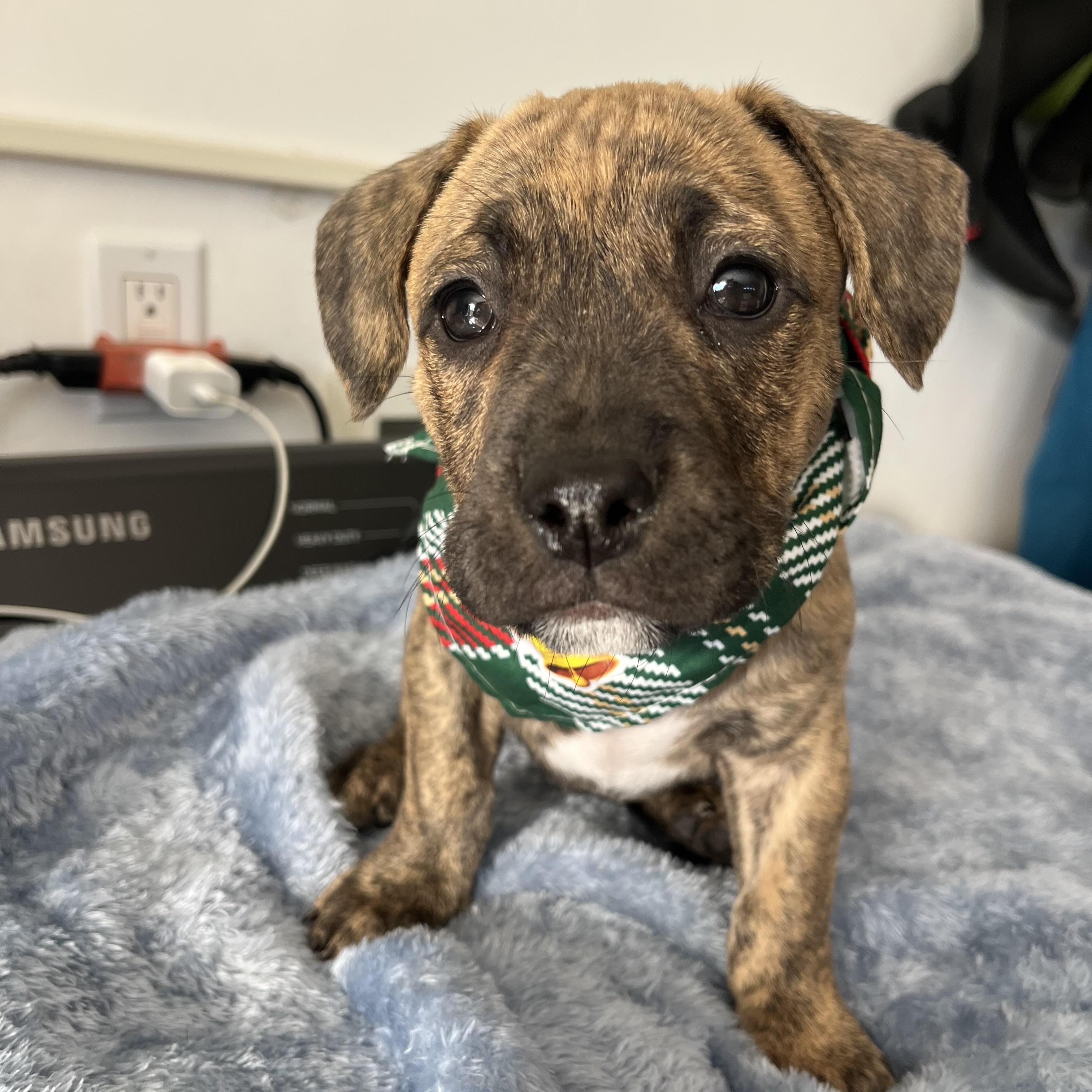 Enlarge Allen , a ADOPTABLE Pit Bull Terrier in Poway, CA image 4/5