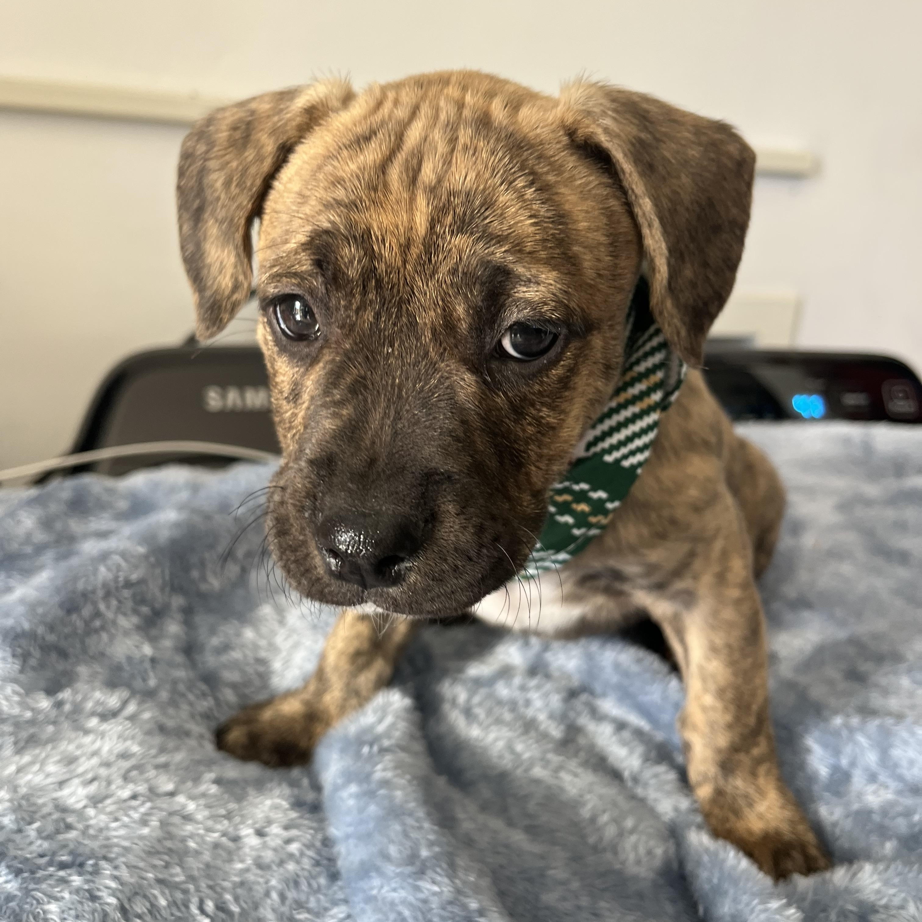 Enlarge Allen , a ADOPTABLE Pit Bull Terrier in Poway, CA image 5/5