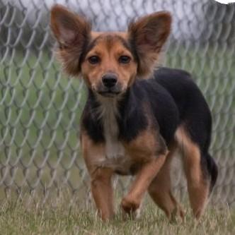 Enlarge Pixie, a Adoptable mixed breed in Albany, NY image 2/3