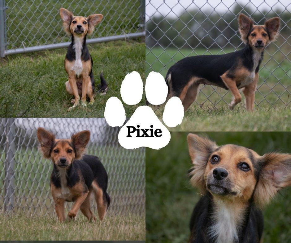 Enlarge Pixie, a Adoptable mixed breed in Albany, NY image 3/3