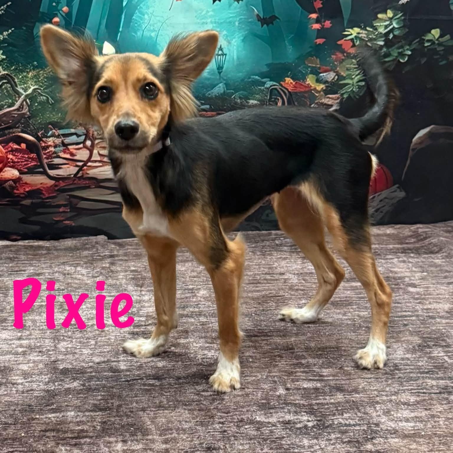 Enlarge Pixie, a Adoptable mixed breed in Albany, NY image 1/3