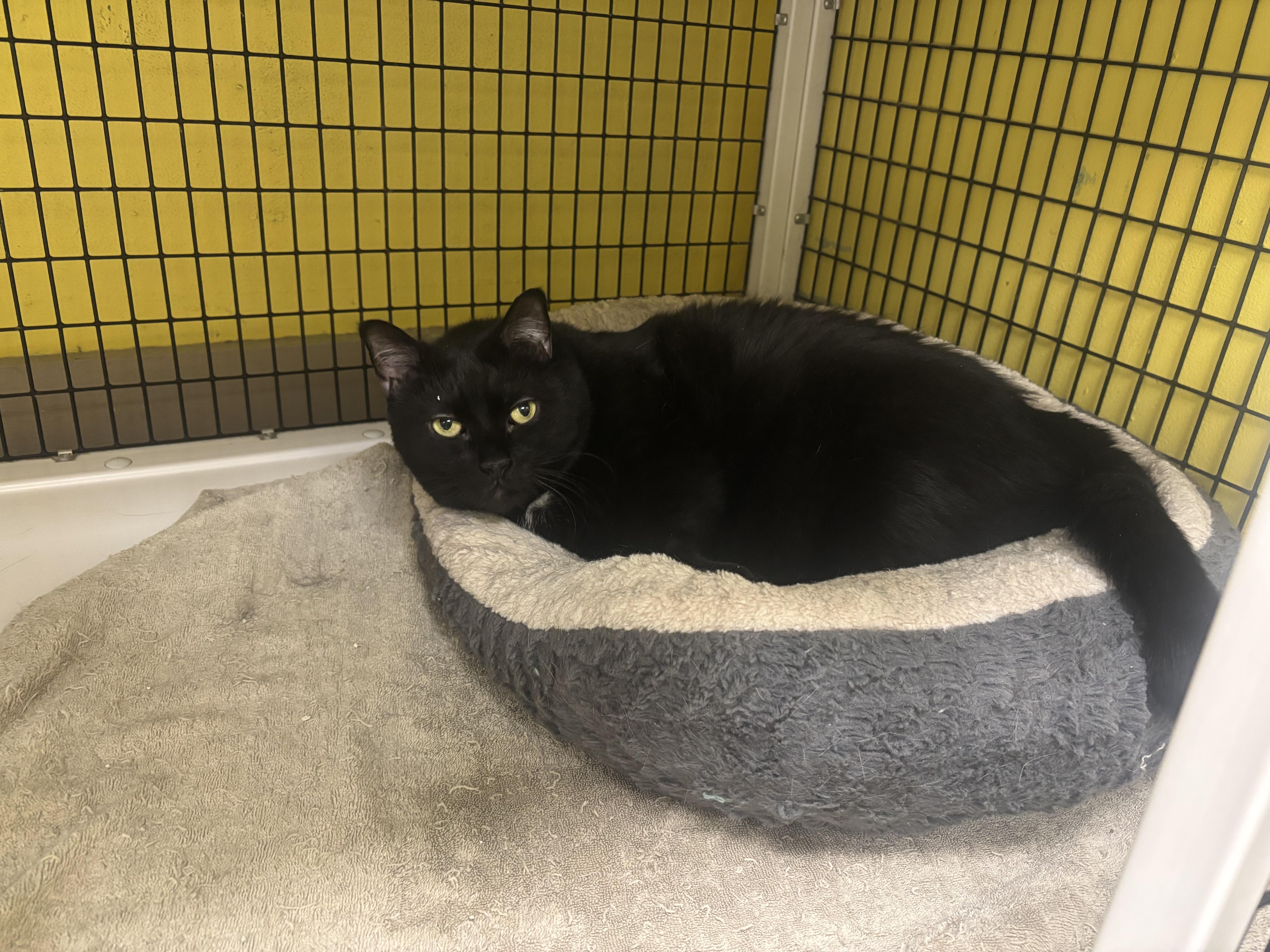 Marley, Adoptable, Adult Male Domestic Short Hair.