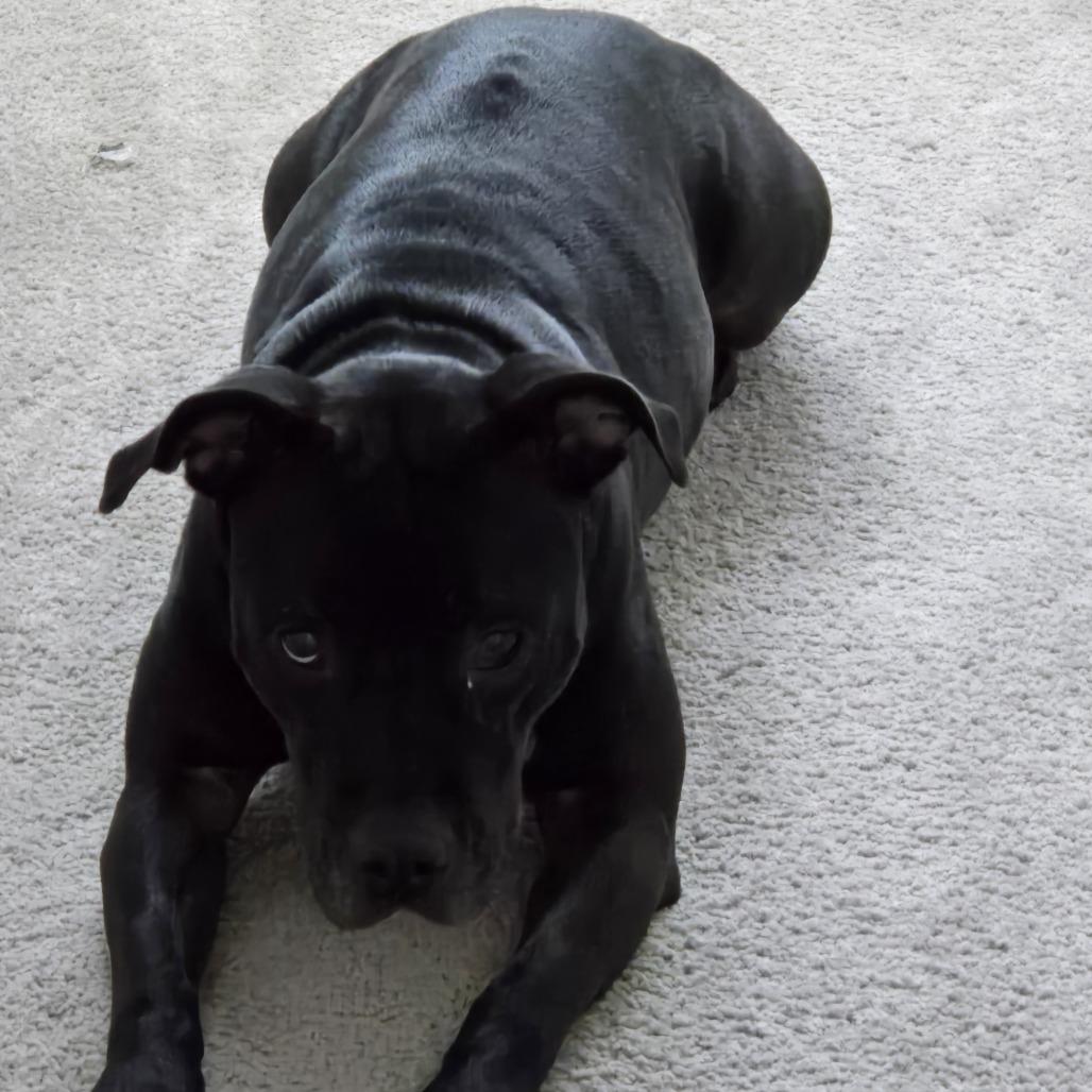 Shadow — thumbnail 2