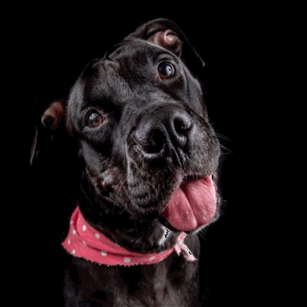 Shadow — thumbnail 4