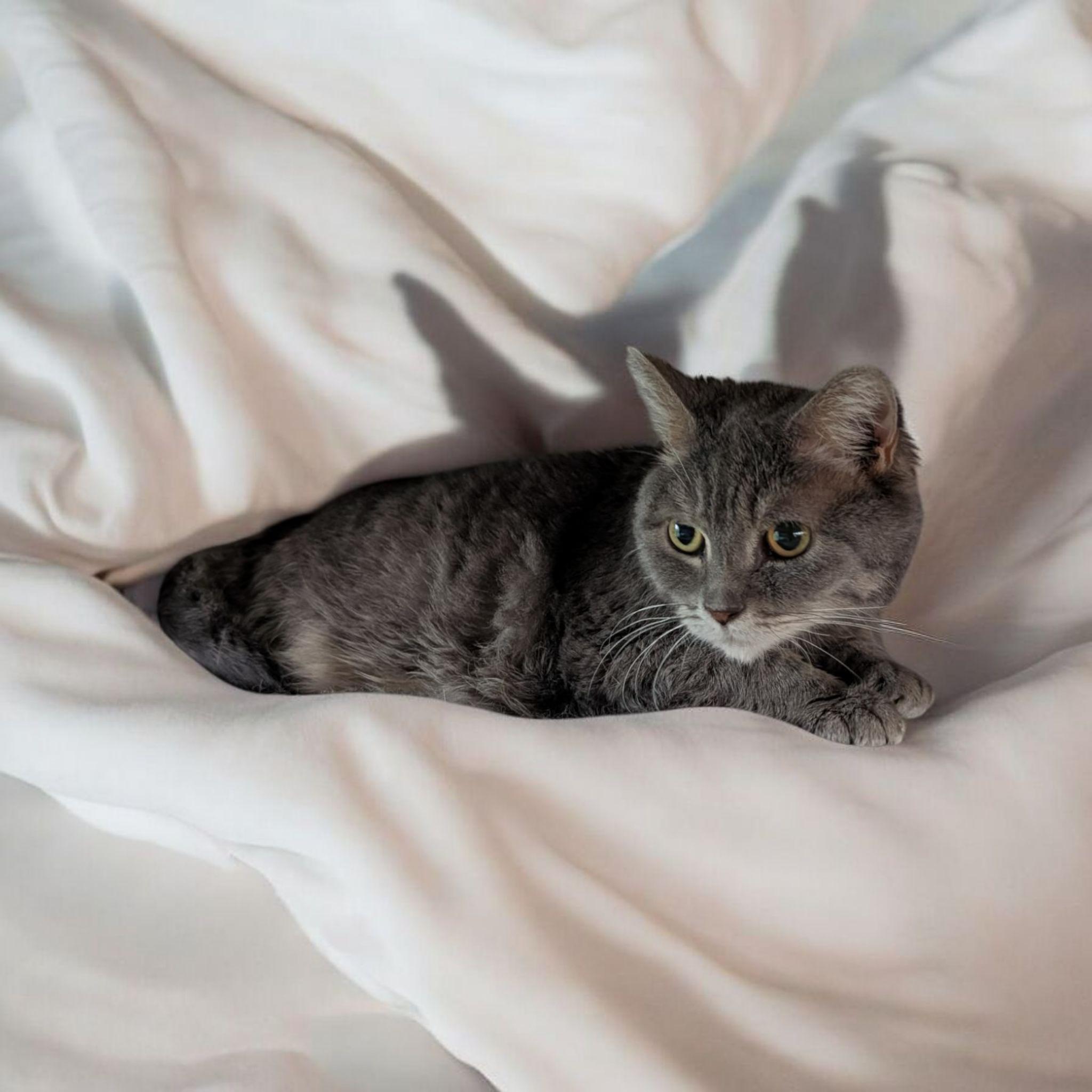 Enlarge Luna CT, a Adoptable Domestic Short Hair in Milford, CT image 1/3