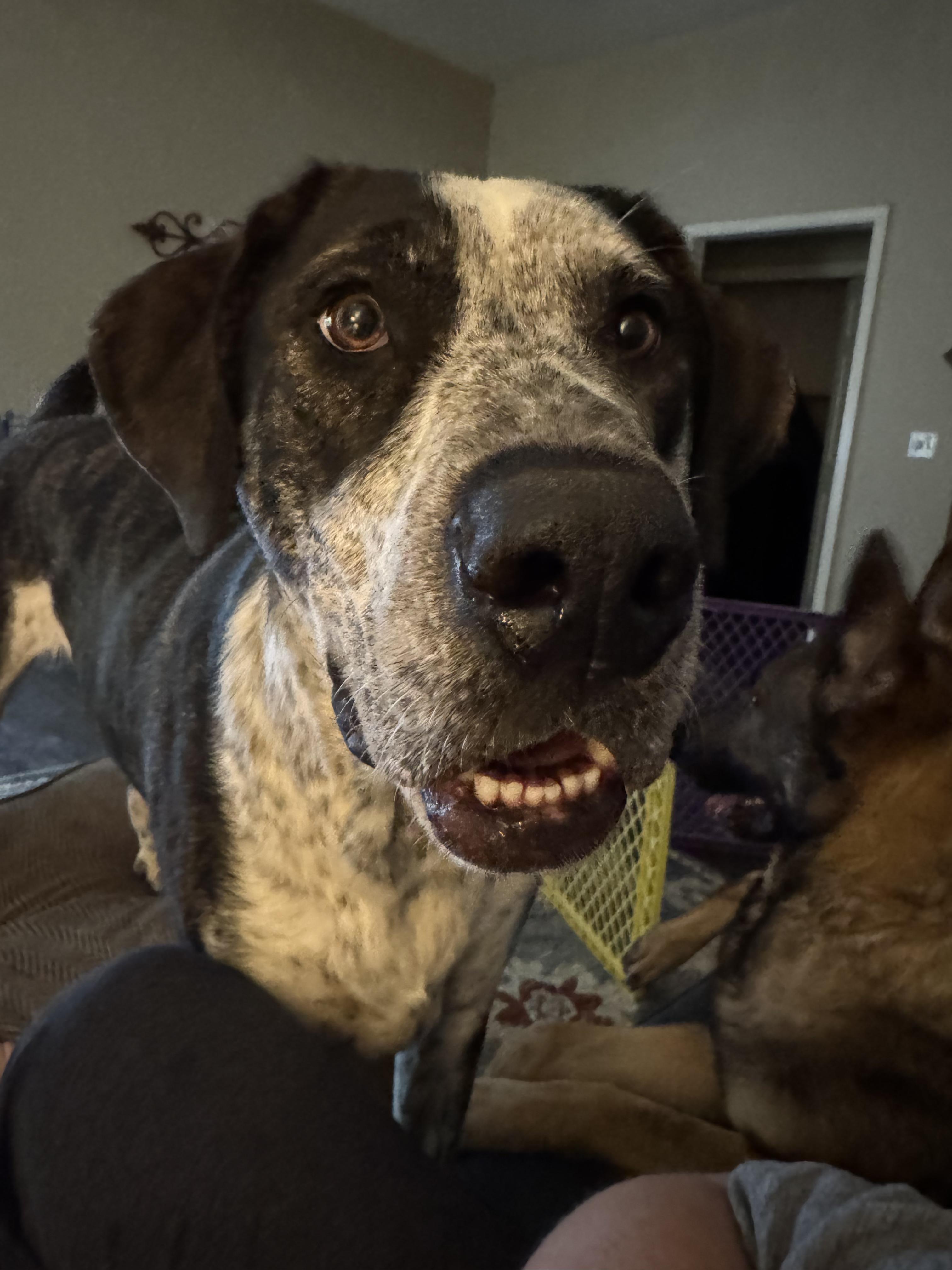 Enlarge Dean, an adopted mixed breed in Canyon, TX image 2/4